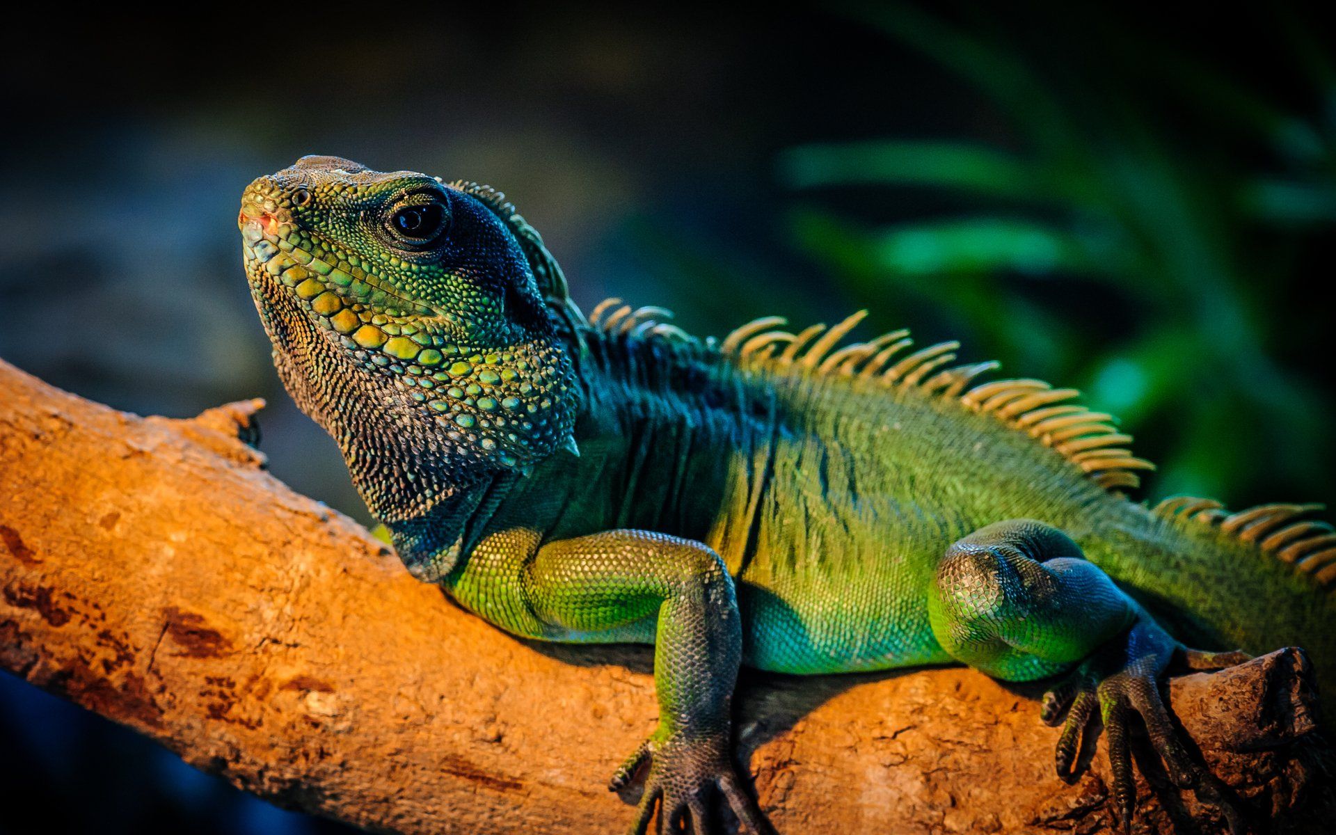 Iguana HD Wallpaper and Background Image