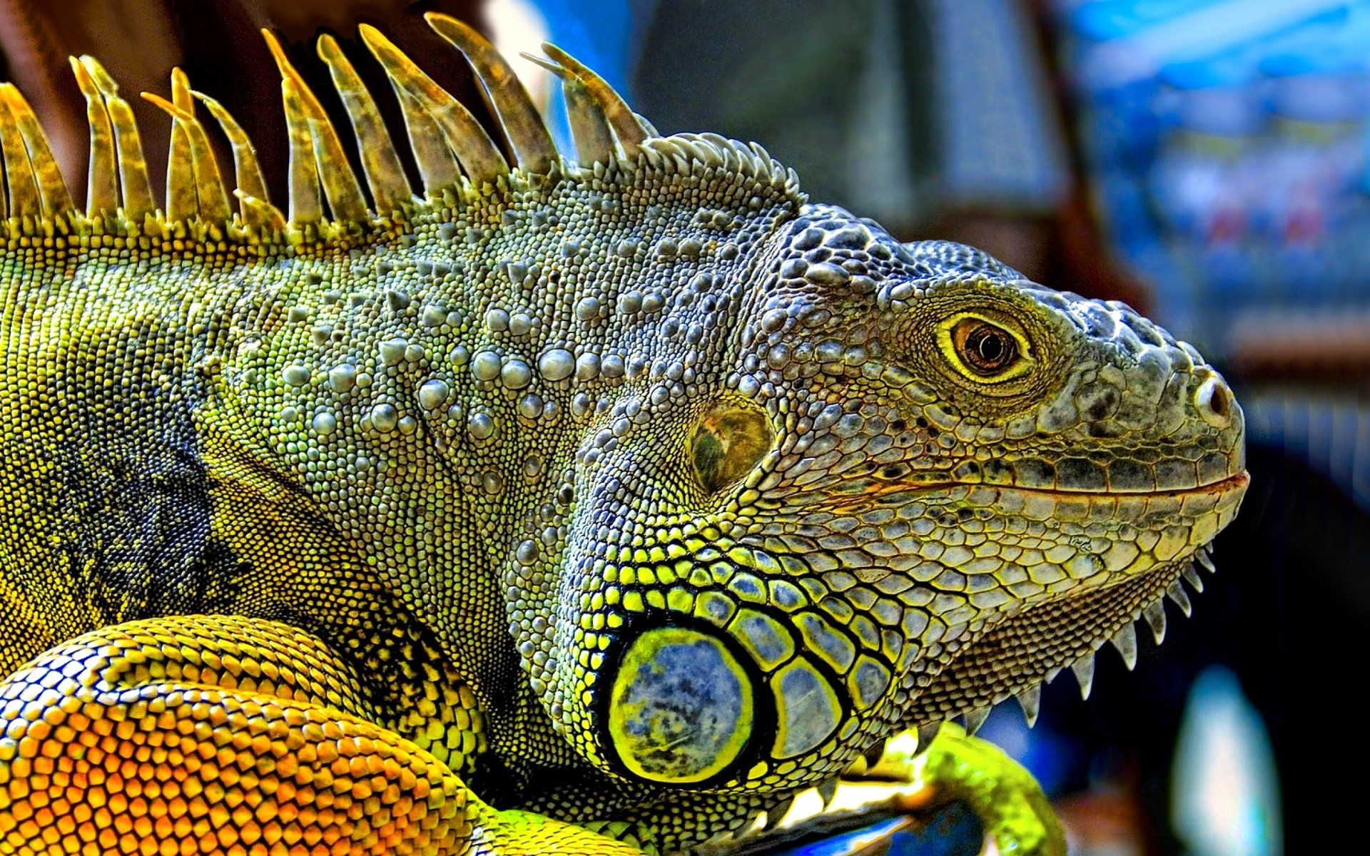Iguana HD Wallpaper and Background Image