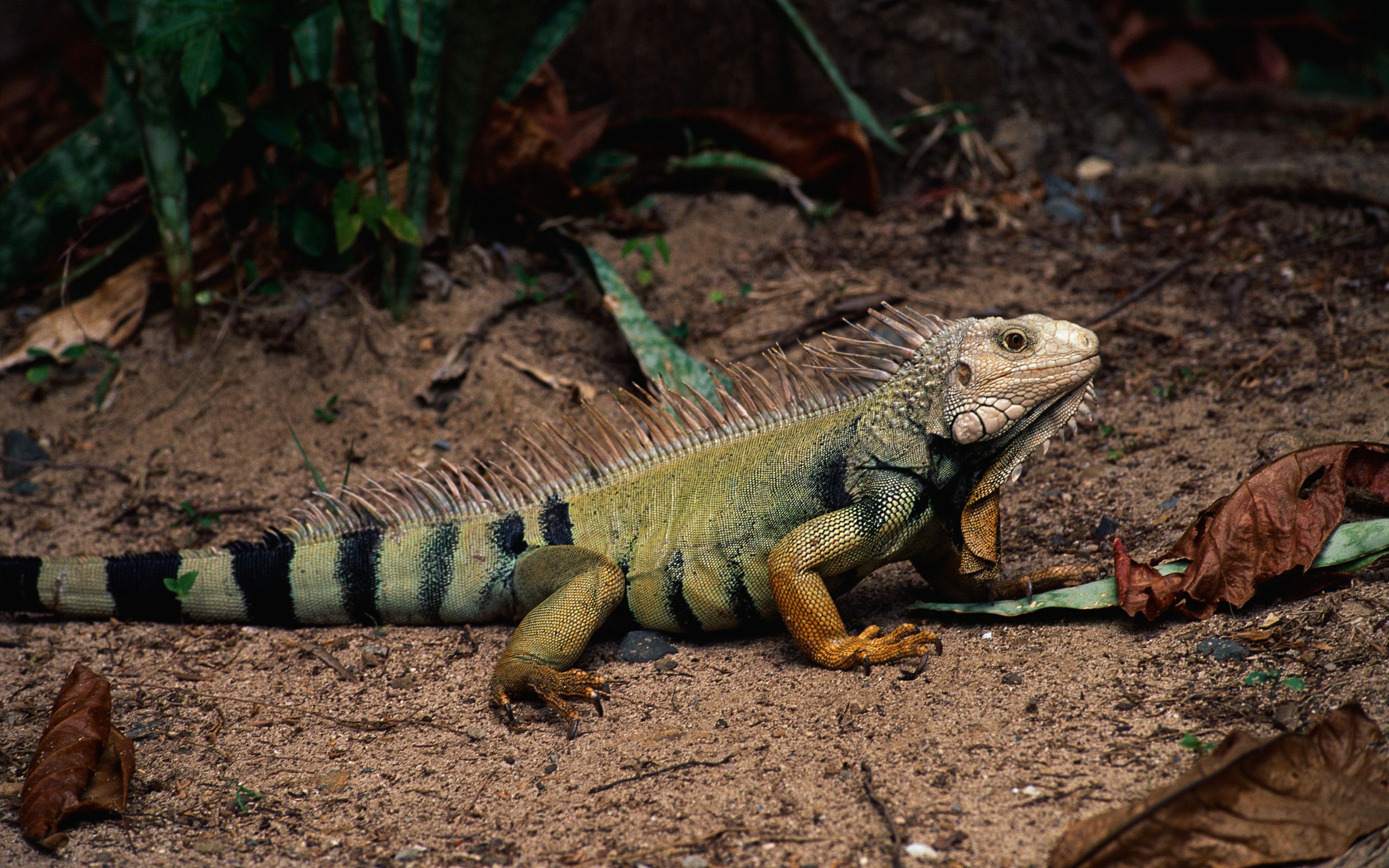 Iguana HD Wallpaper and Background Image