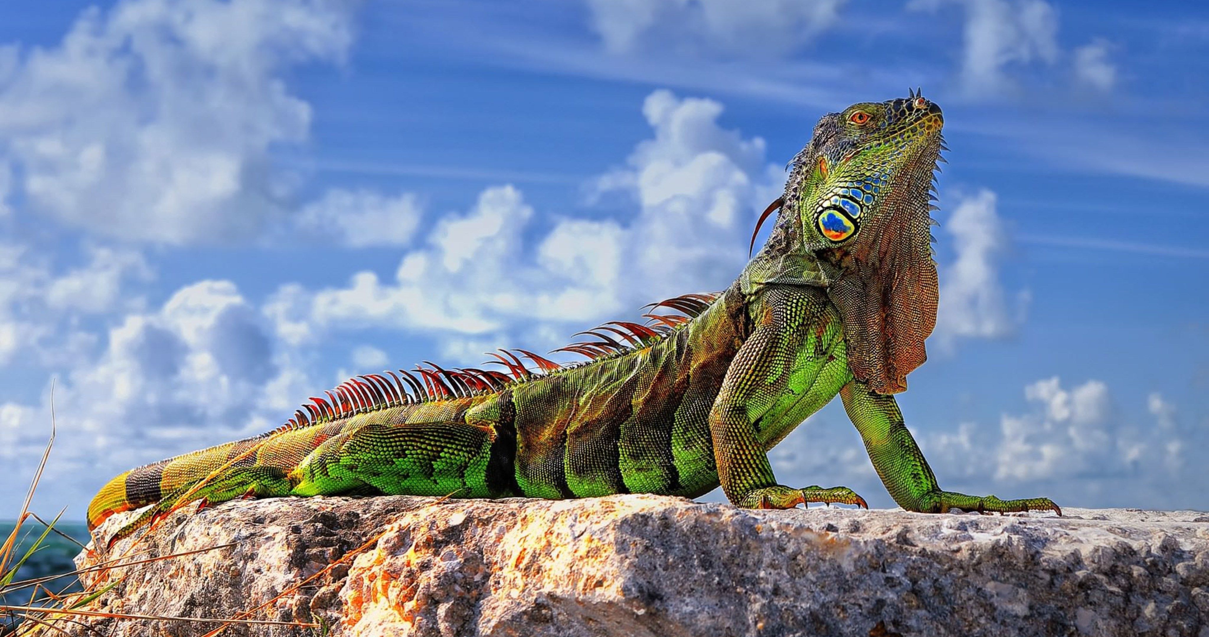 green iguana 4k ultra HD wallpaper. Green iguana, Iguana, Pet birds