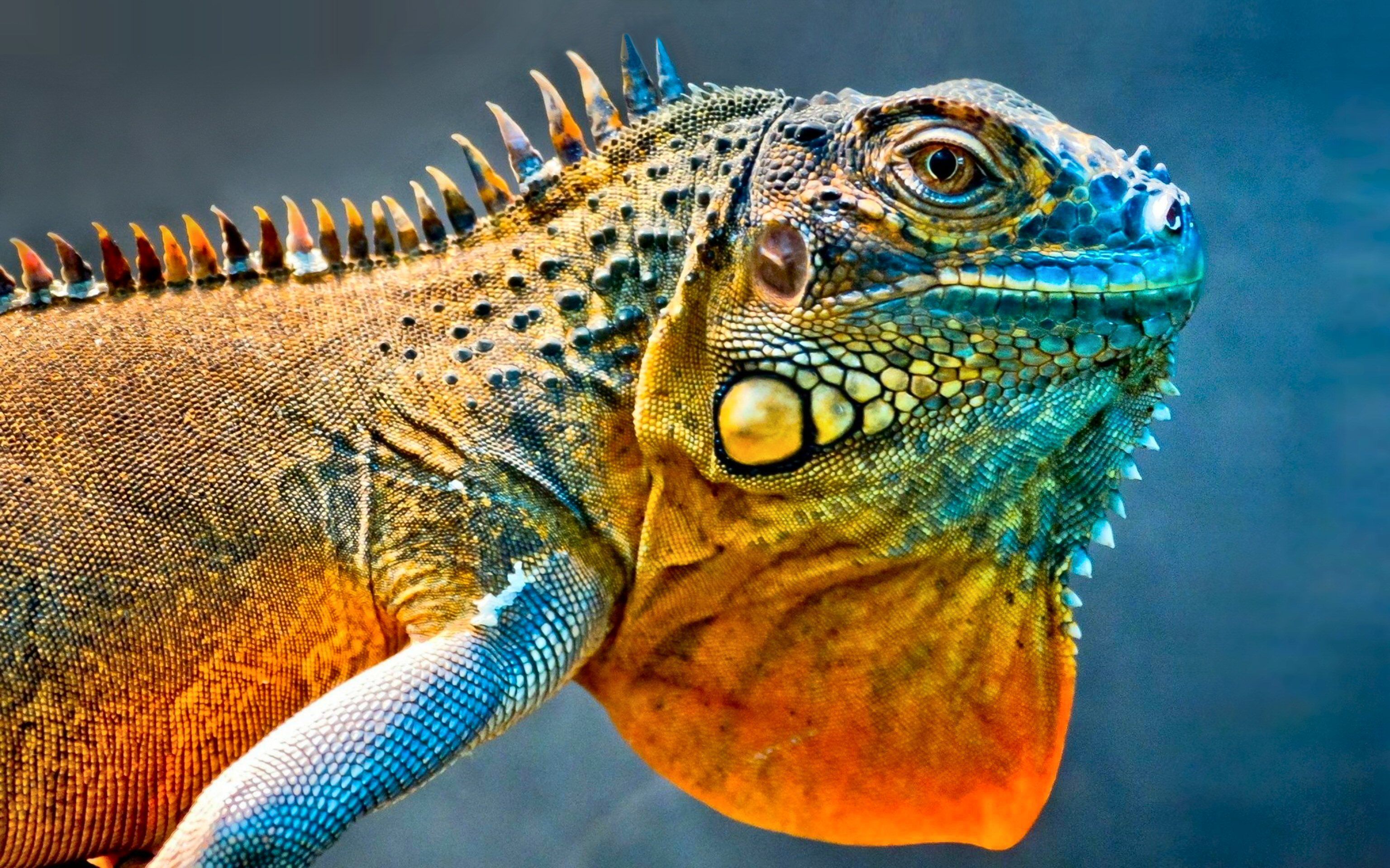 Iguana HD Wallpaper. Background. Iguane