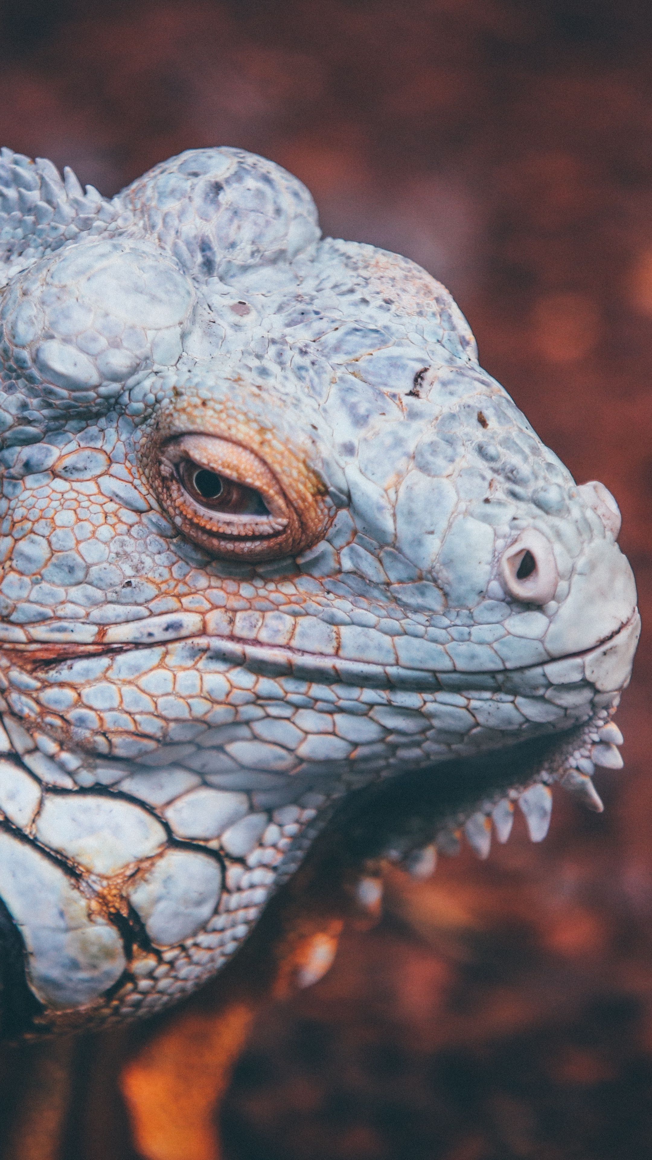 Animals #iguana #reptile #scales #wallpaper HD 4k background