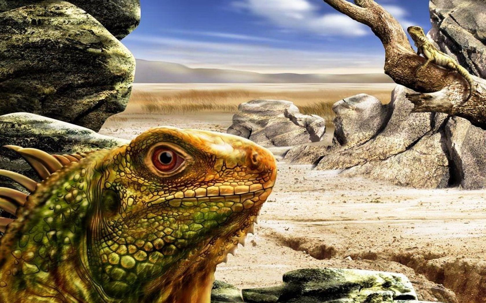 Iguana HD Wallpaper and Background Image