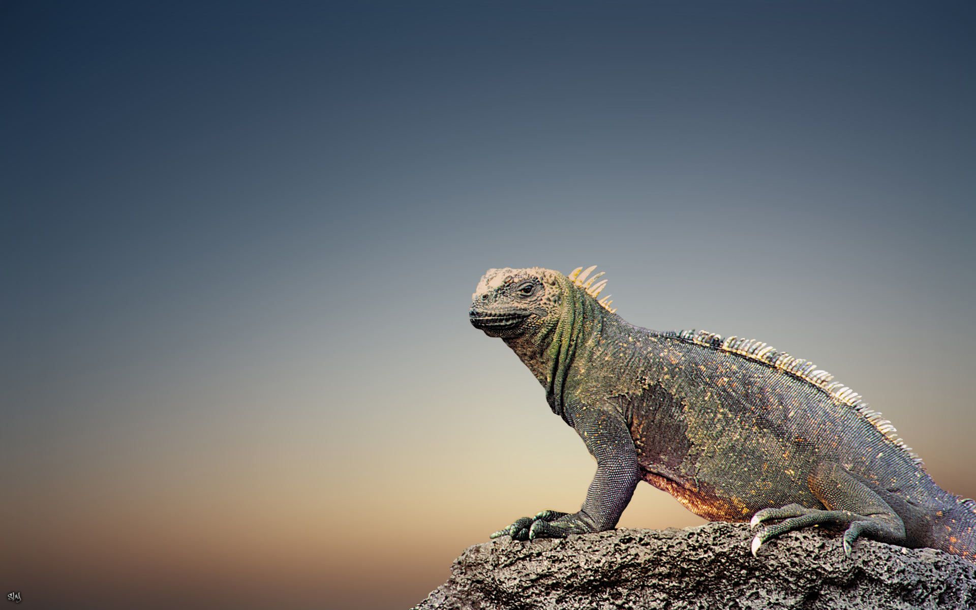 Iguana Wallpaper. Iguana Wallpaper