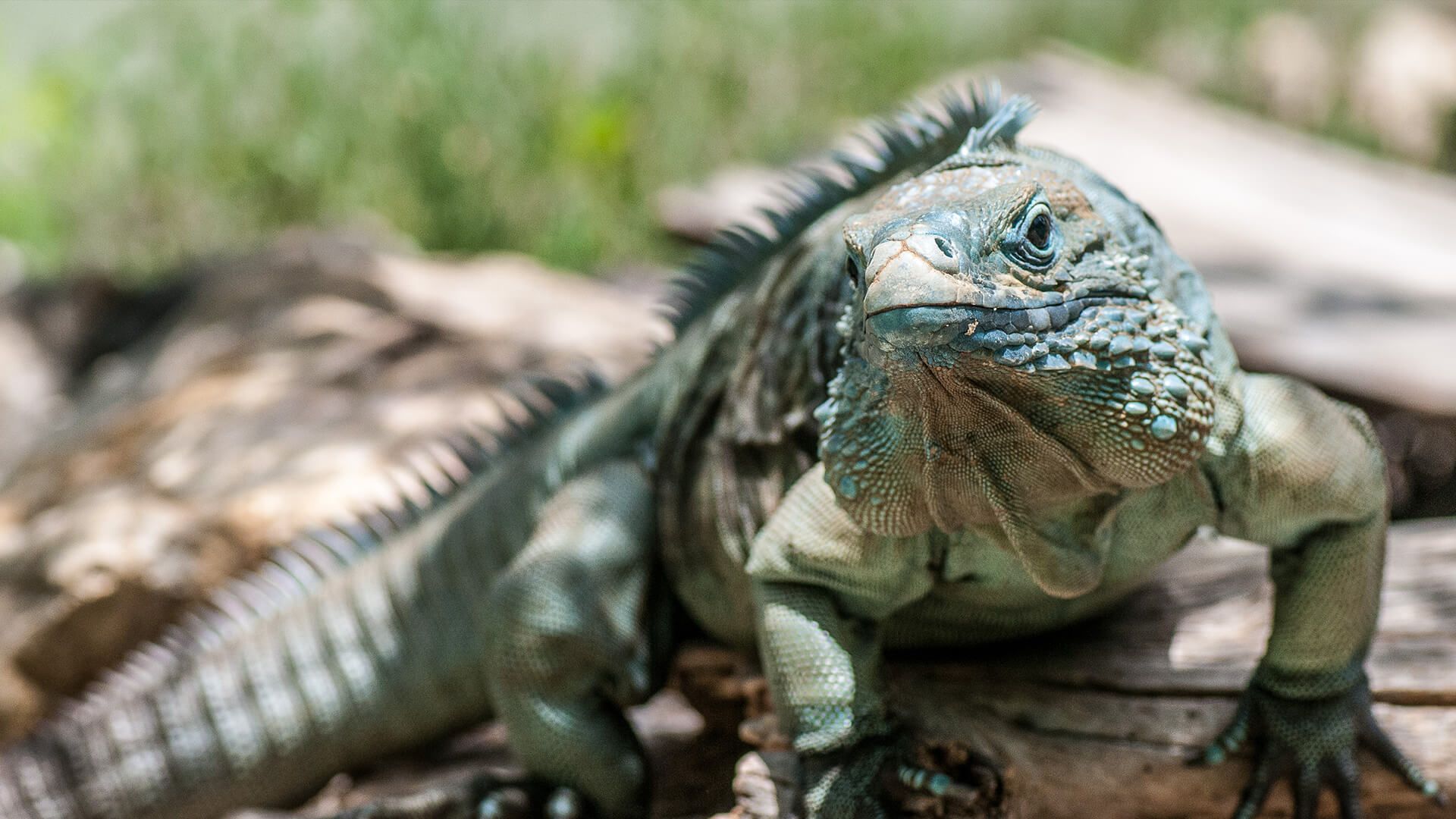 Iguana. San Diego Zoo Animals & Plants