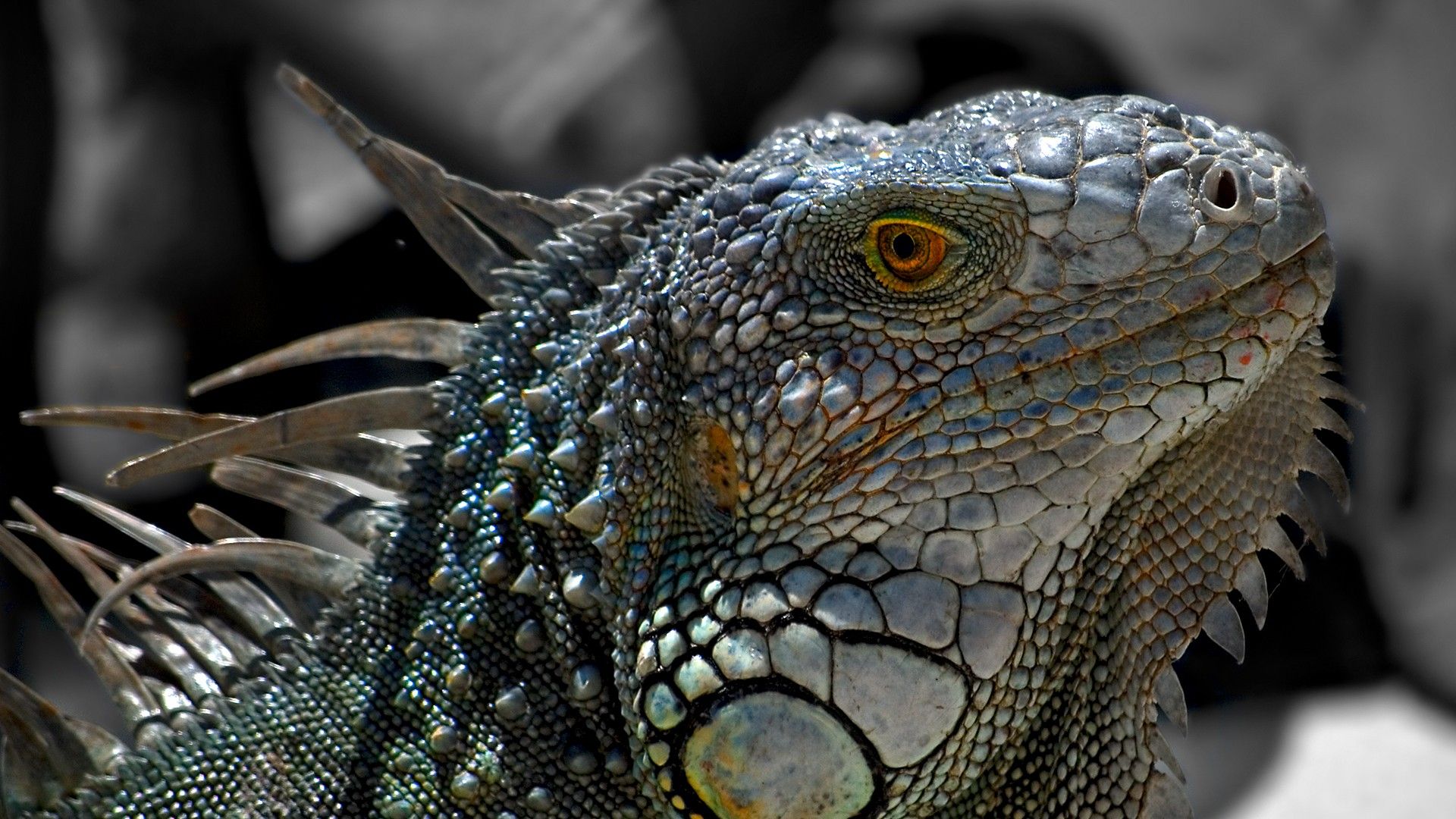 close up, Nature, Animals, Lizards, Macro, Reptiles, Iguana