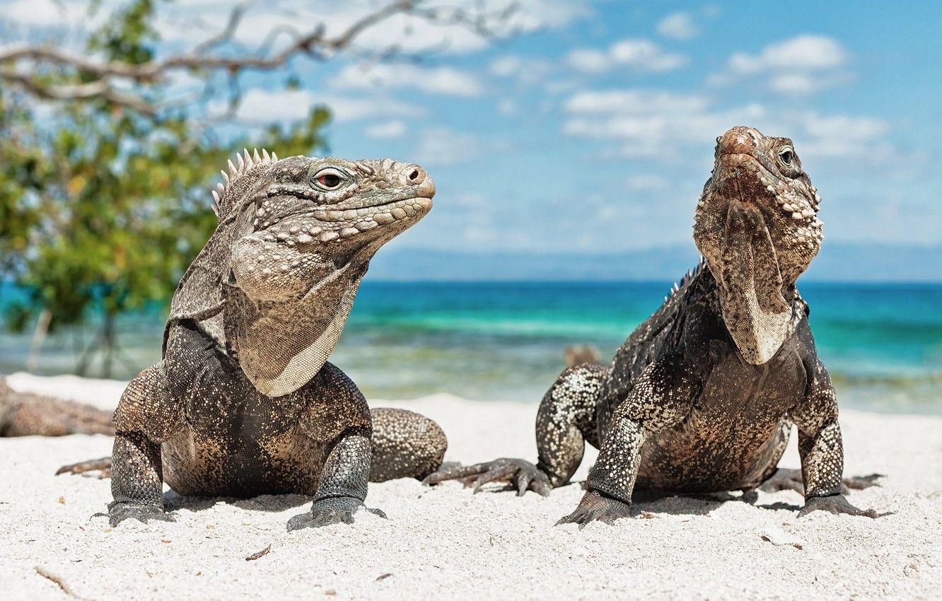 Wallpaper animals, beach, Iguana, lizard, Cuba, Iguana image