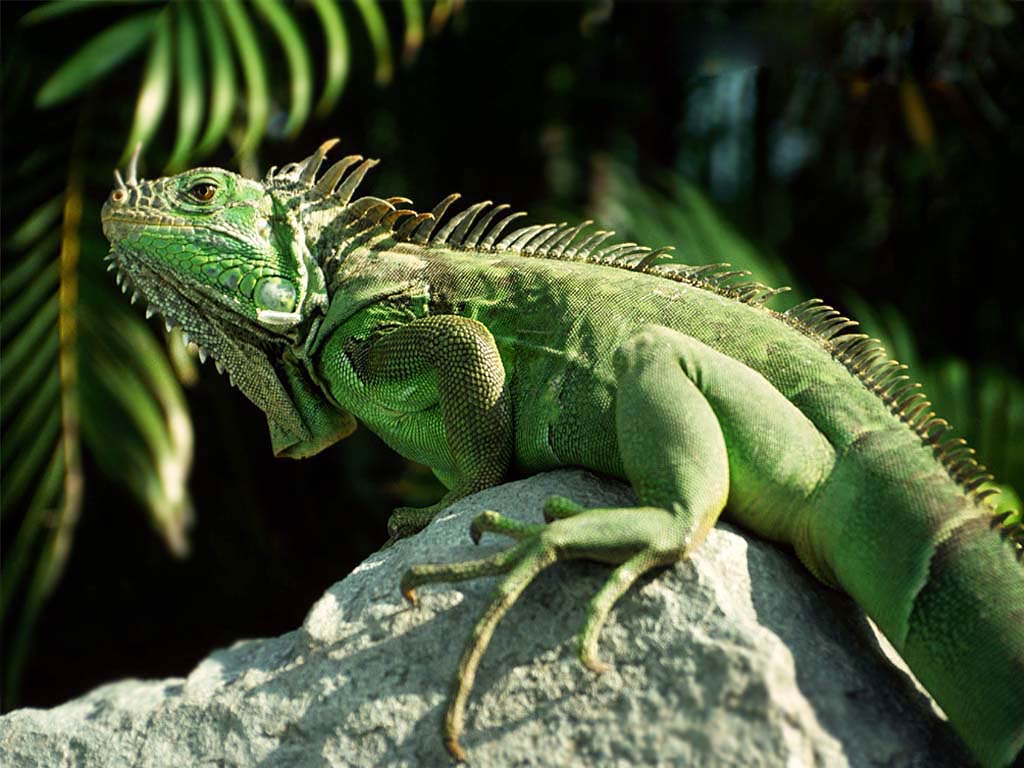 Green Iguana Wallpaper