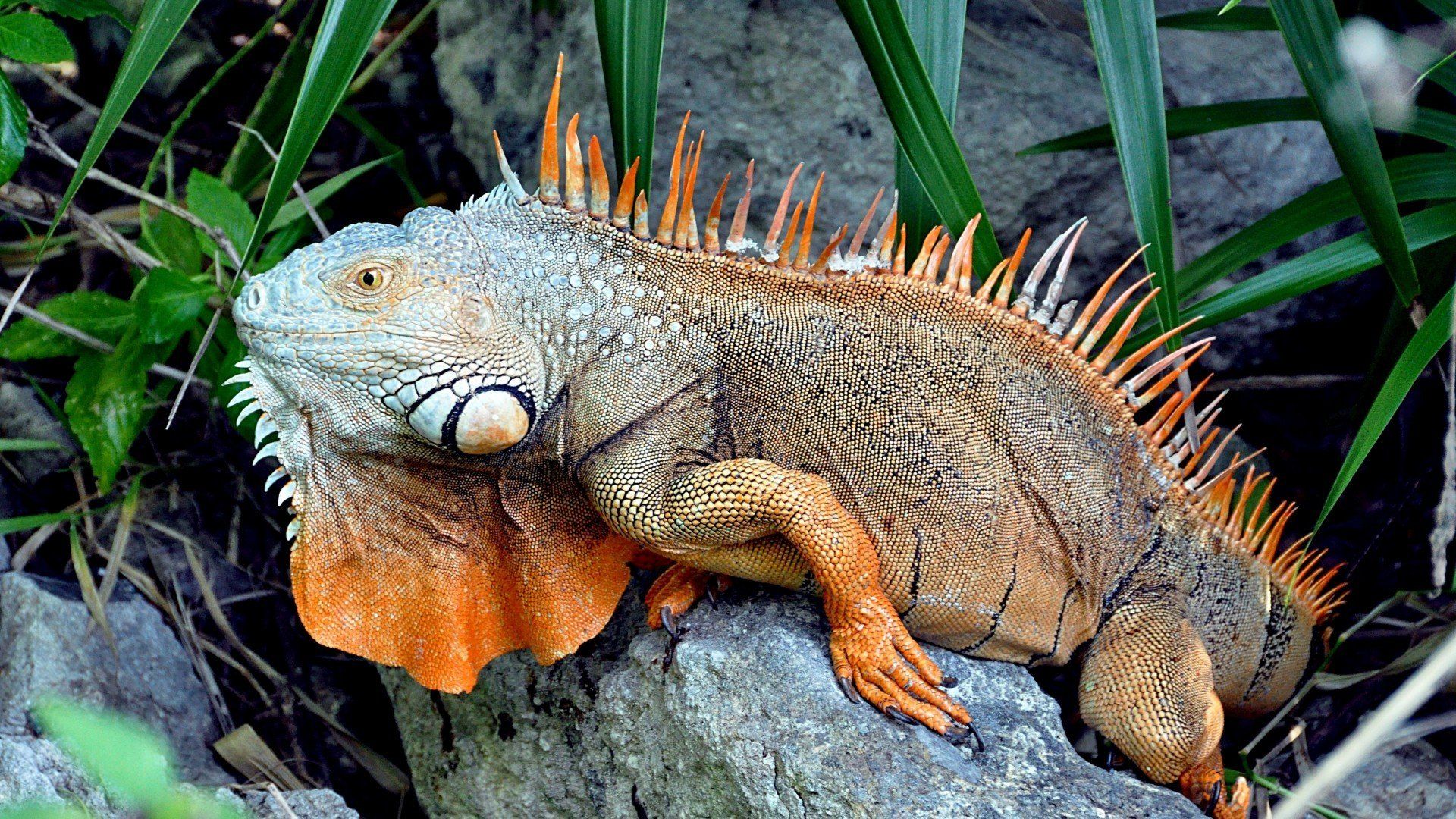 reptile, Iguana HD Wallpaper / Desktop and Mobile Image & Photo