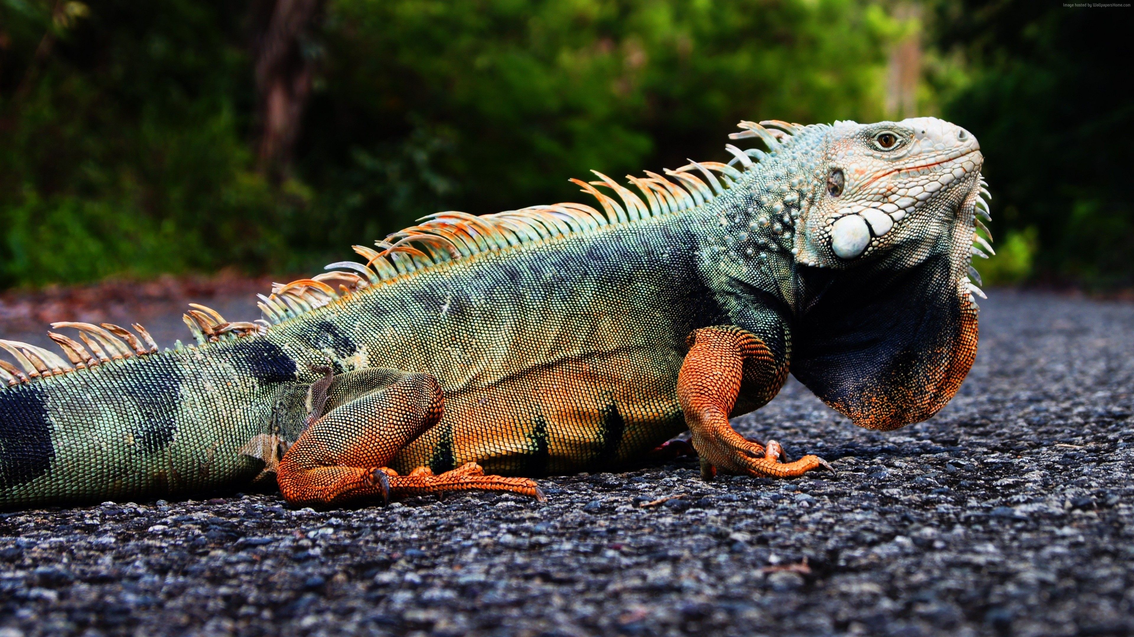 Wallpaper Iguana, Puerto Rico, reptiles, green, nature, lizard