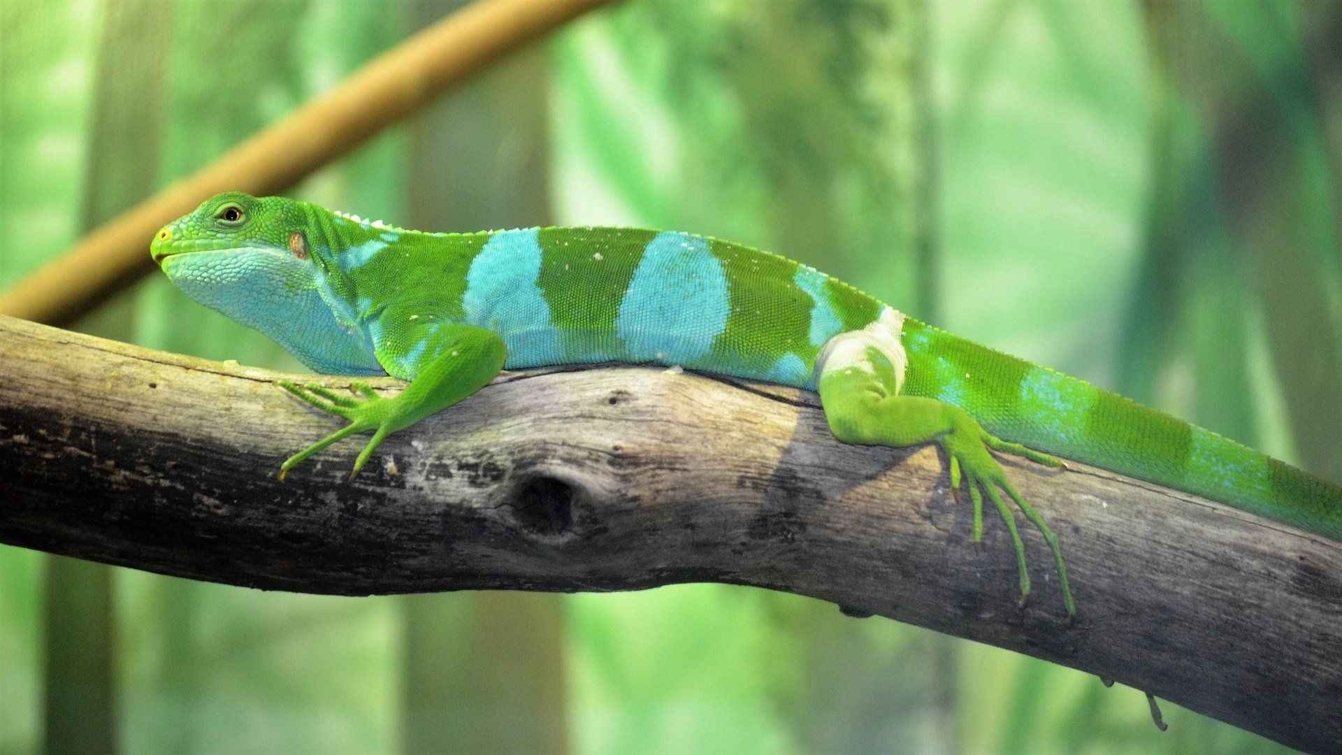 Fijian Banded Iguana HD Wallpaper. Background Imagex1080