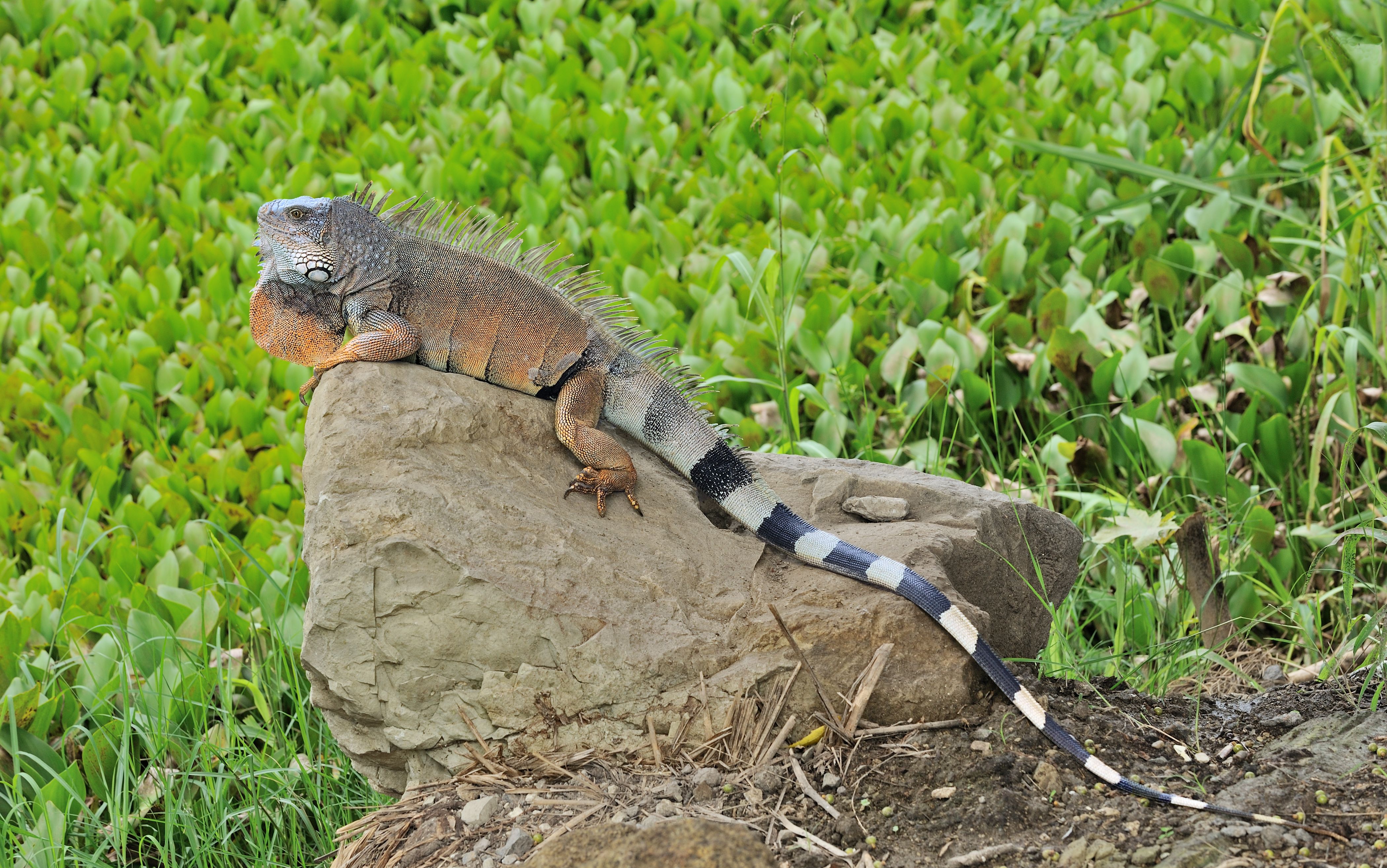 Green iguana