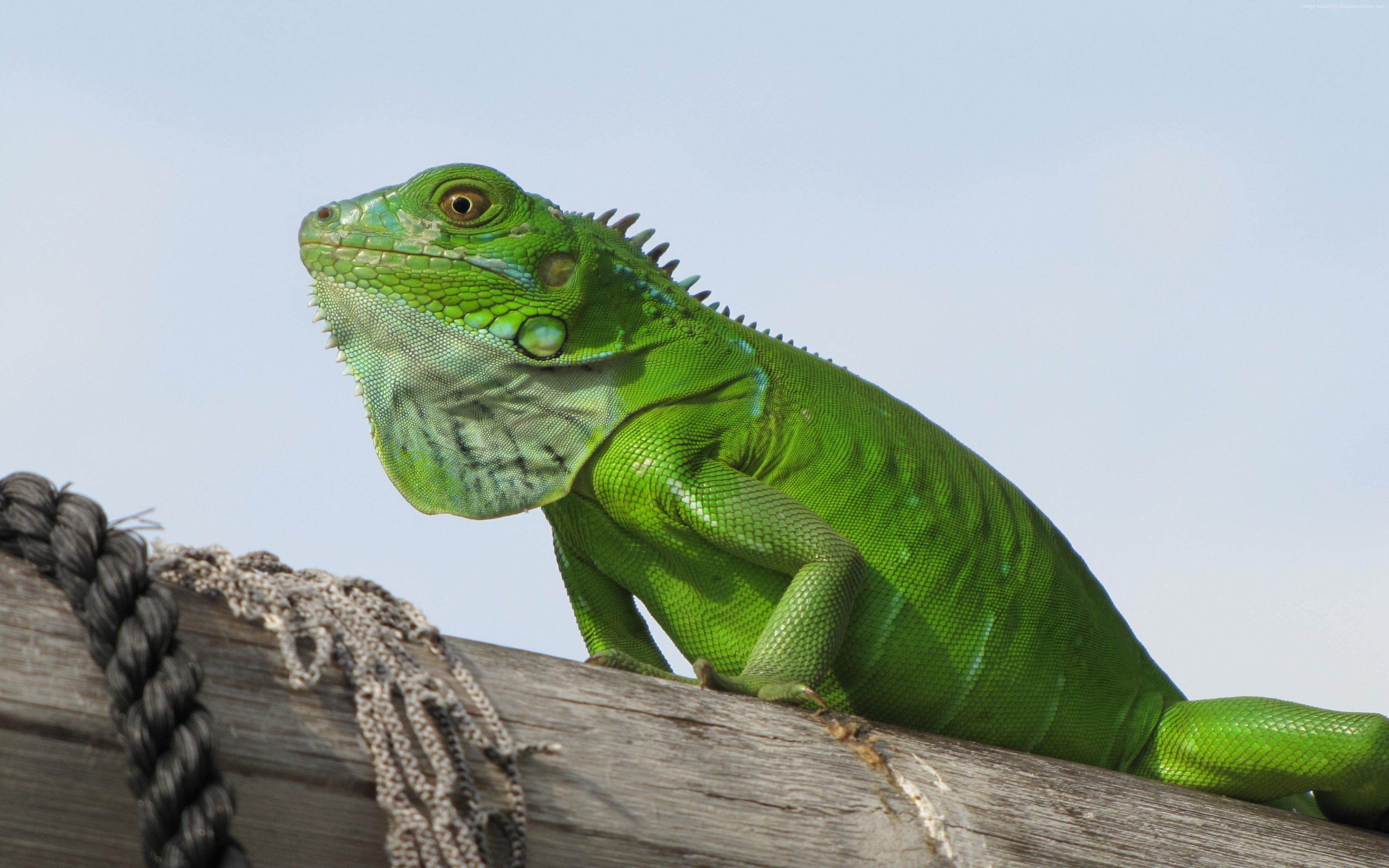 Wallpaper iguana, green, 4k, Animals Wallpaper Download