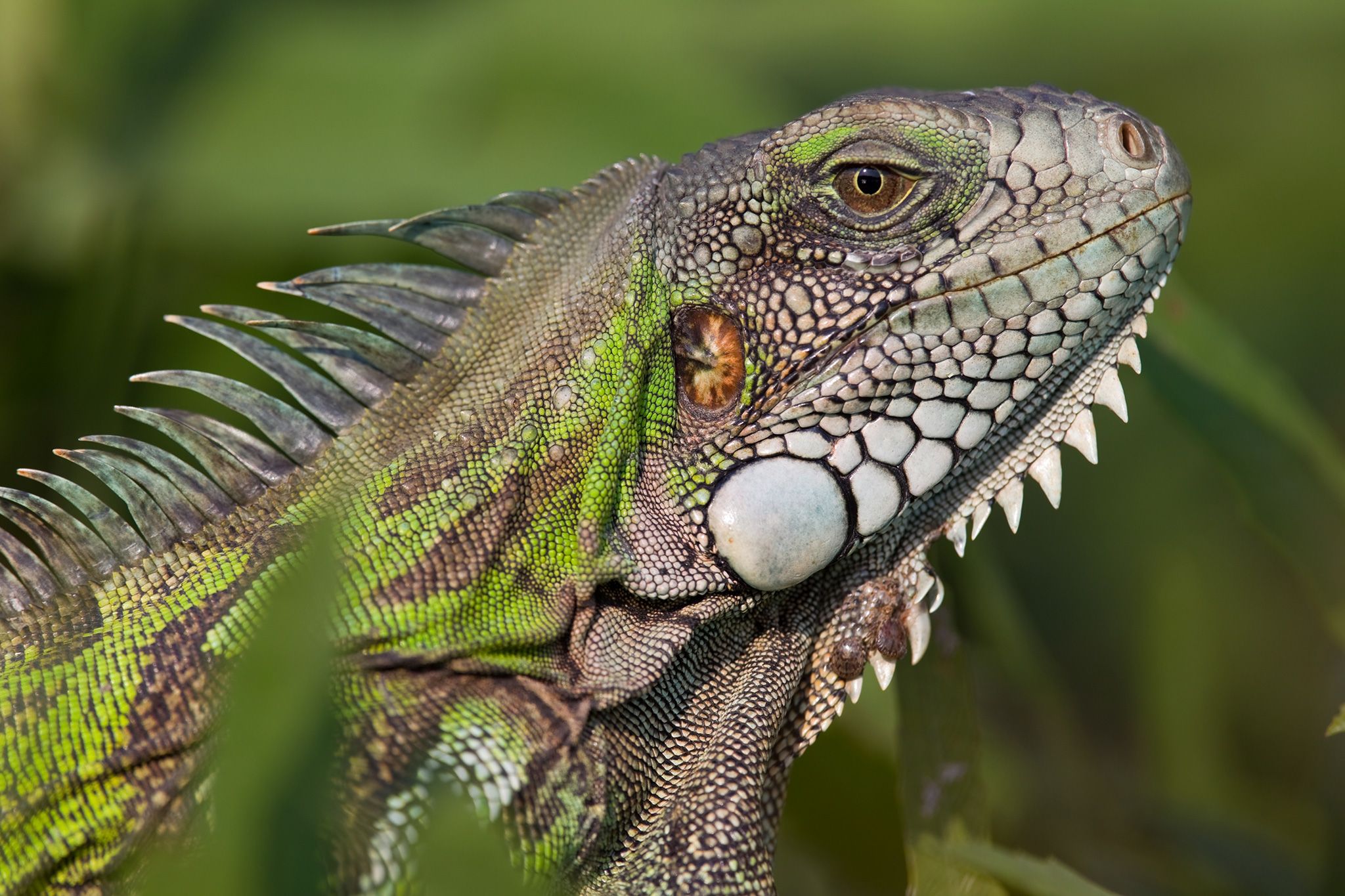 Animal Iguana HD Wallpapers - Wallpaper Cave