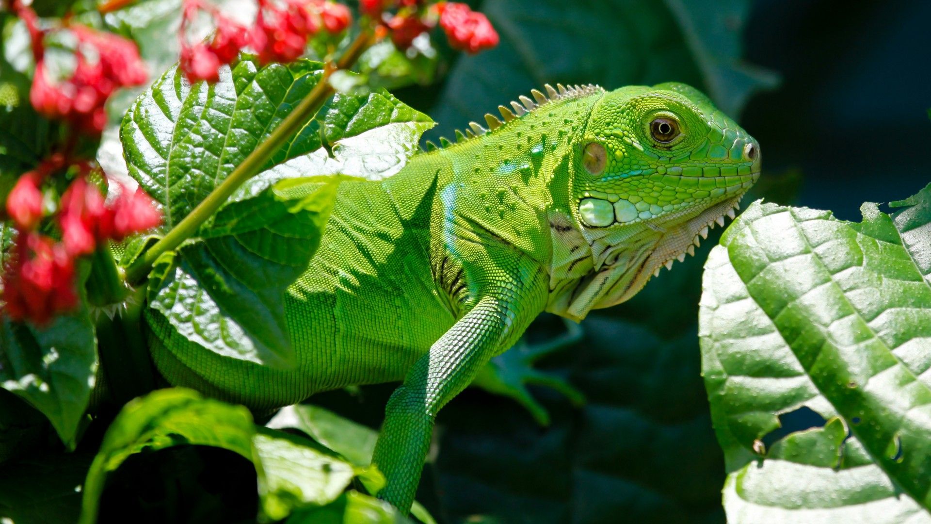Wallpaper Iguana, reptiles, green, aimal, flowers, eyes, leaves