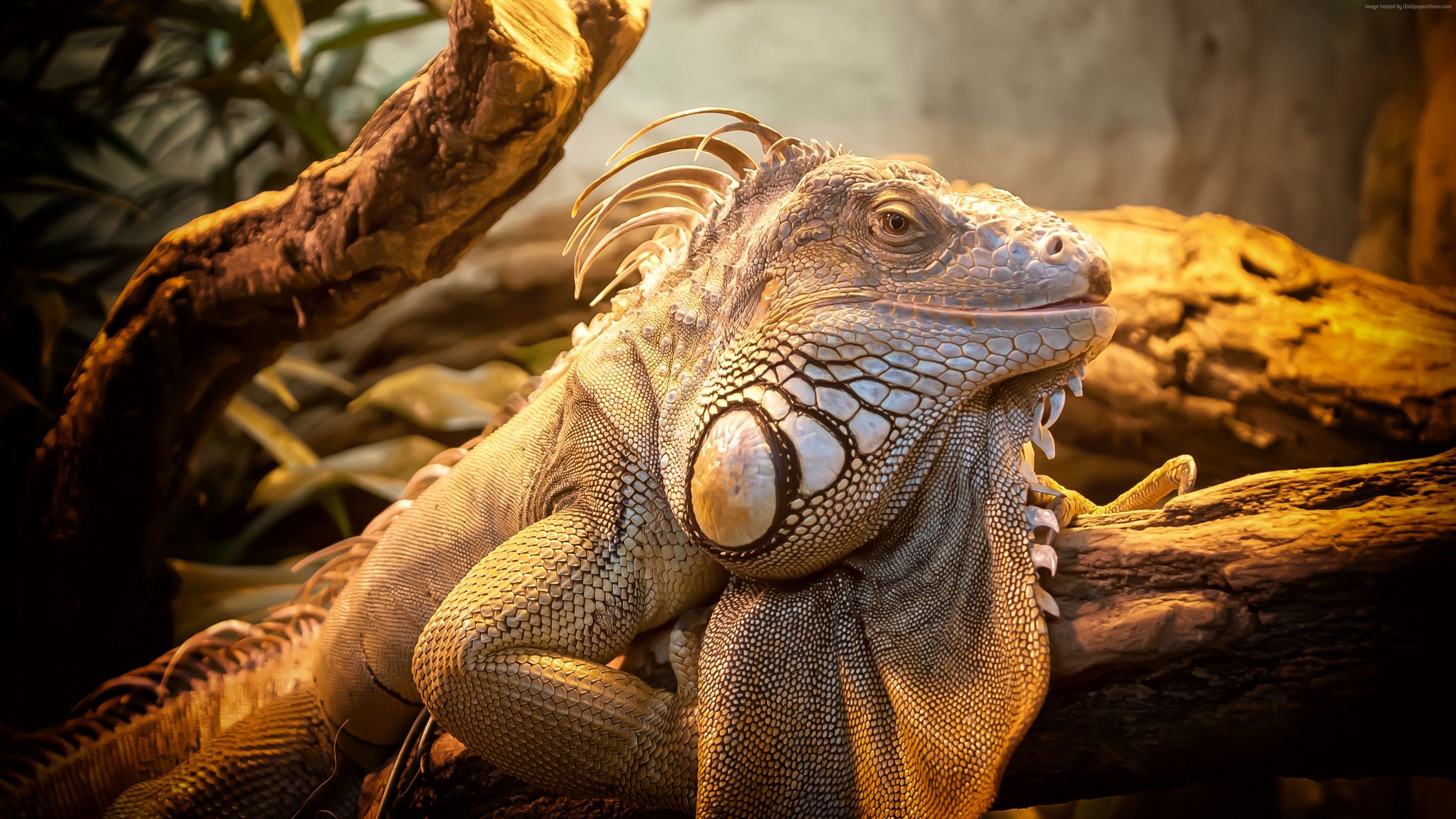 Wallpaper Iguana, Puerto Rico, reptiles, grey, nature, lizard