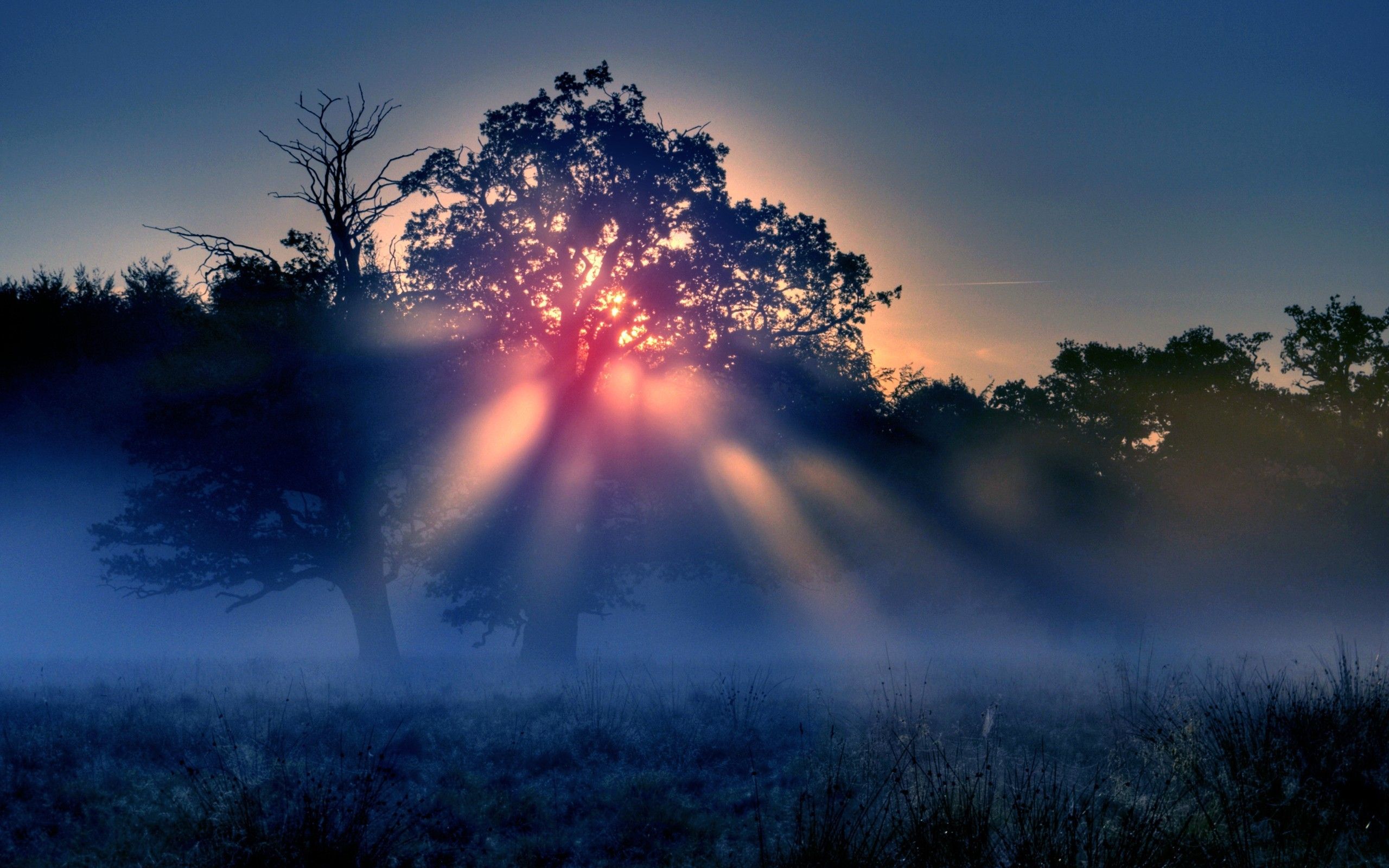 Foggy Sunrise Nature MacBook Air Wallpaper Download
