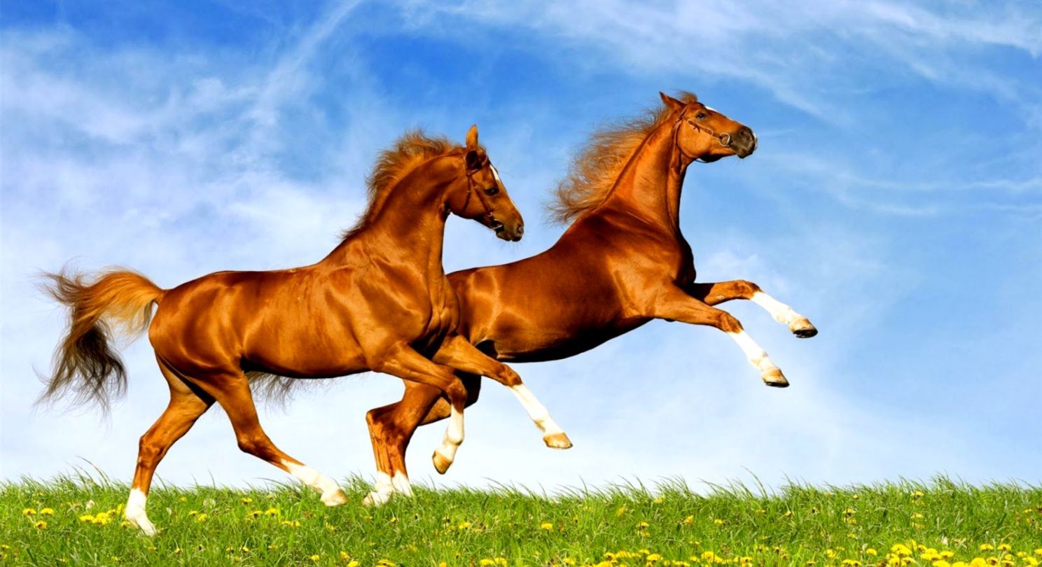Horses Wallpaper