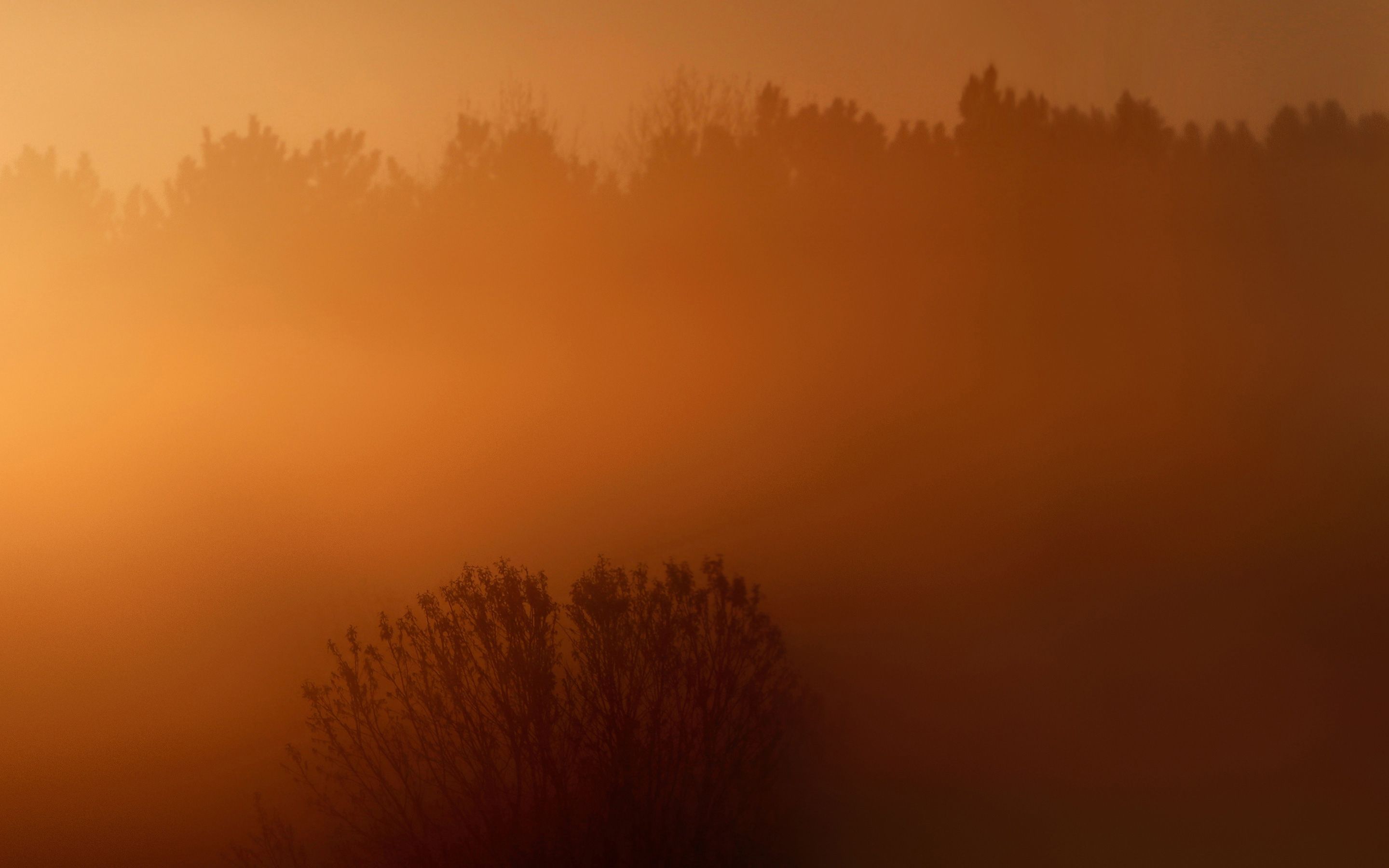 Wallpaper 4k Foggy Sunrise HD Android, Foggy, sunrise
