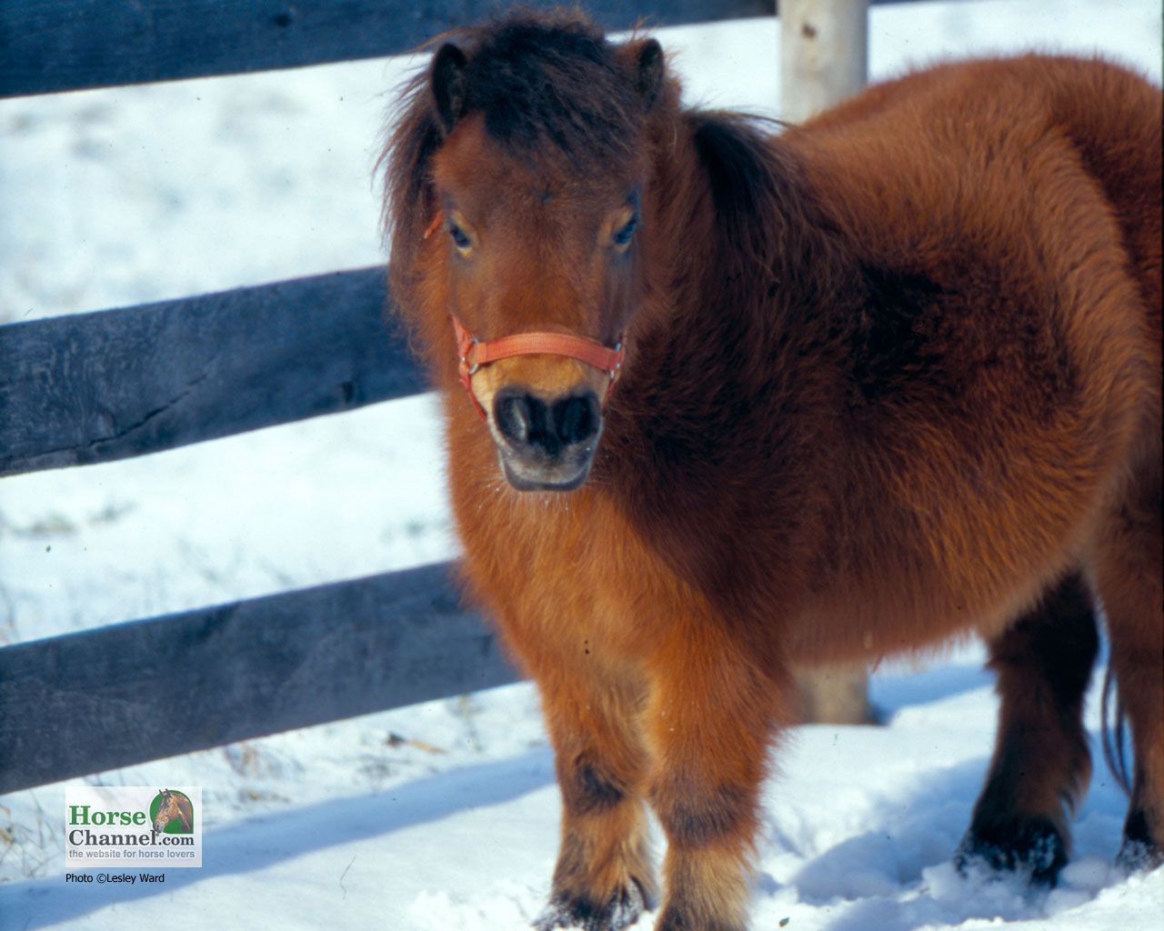 Miniature Horse Desktop Wallpaper