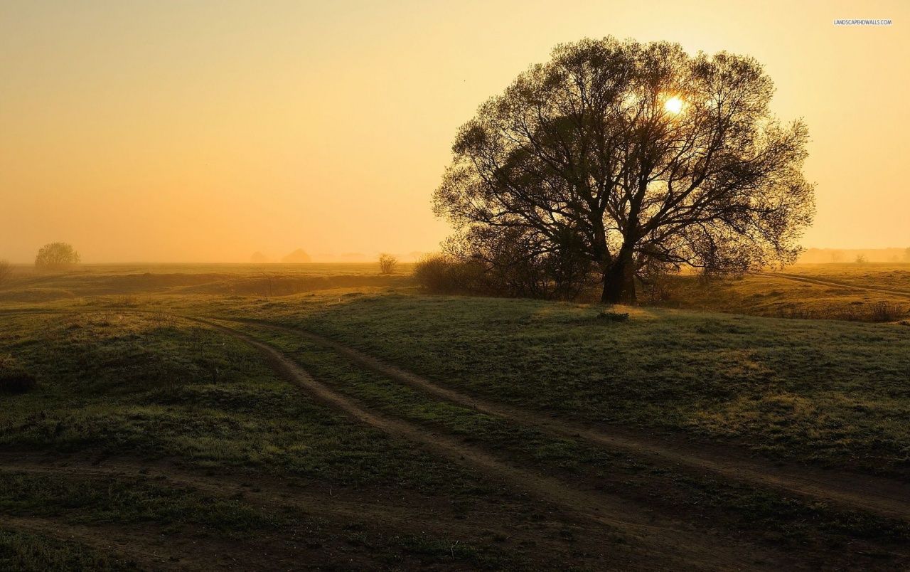 Foggy Sunrise Path Tree Grass wallpaper. Foggy Sunrise Path Tree