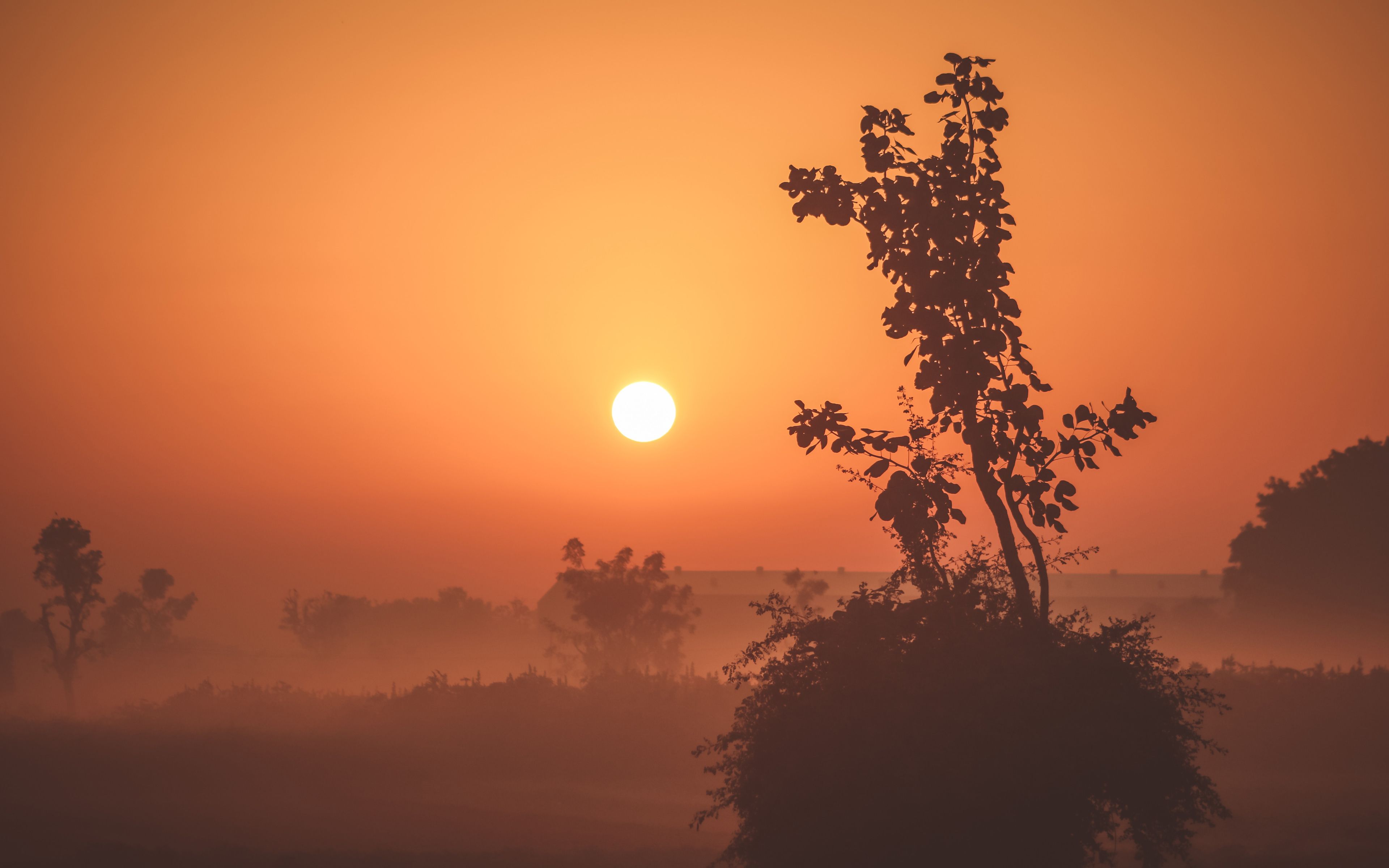 Wallpaper 4k Foggy Sunrise 4K Foggy, sunrise