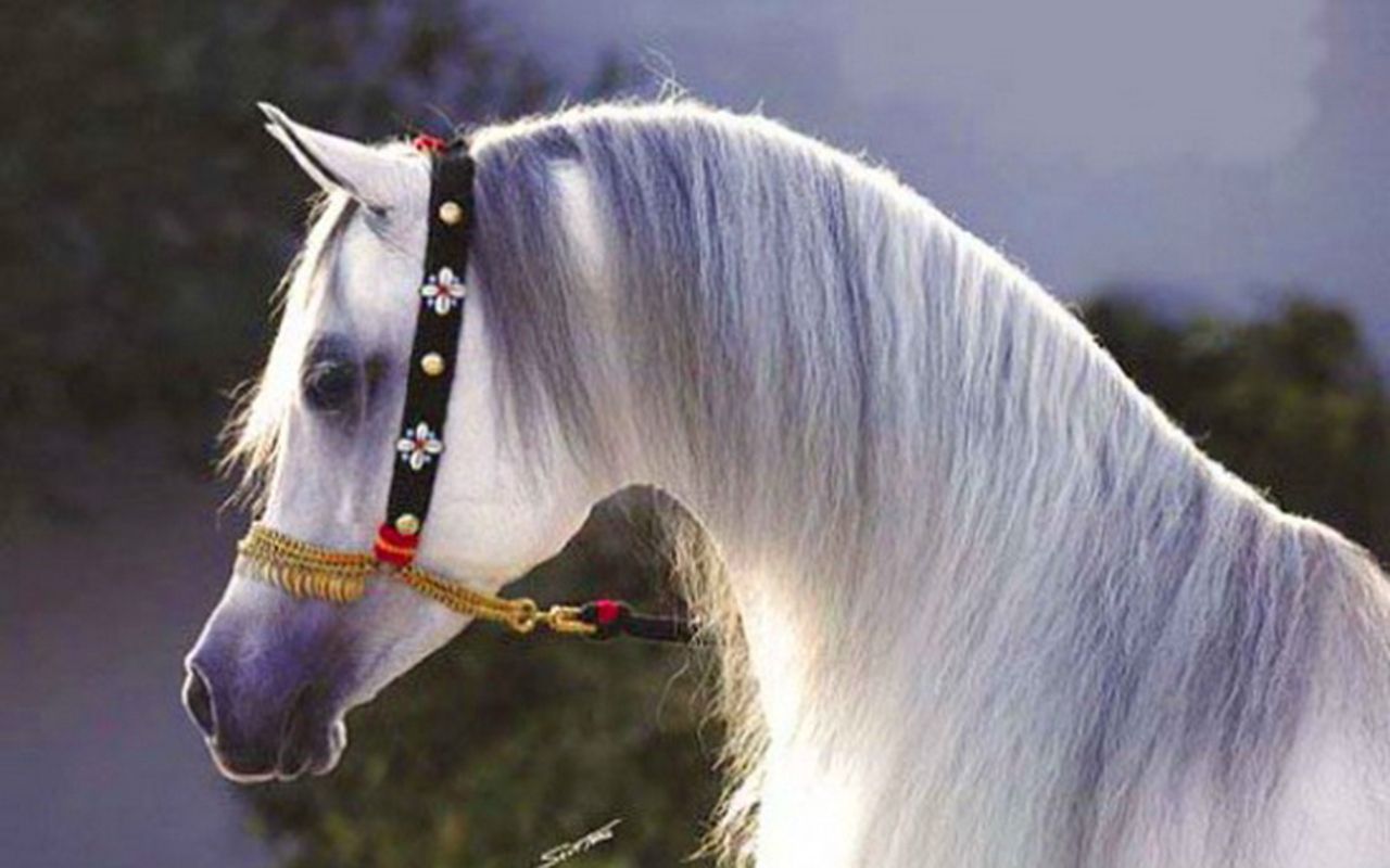 image of arabian horses Image. Horse background, Horses, Arabian horse