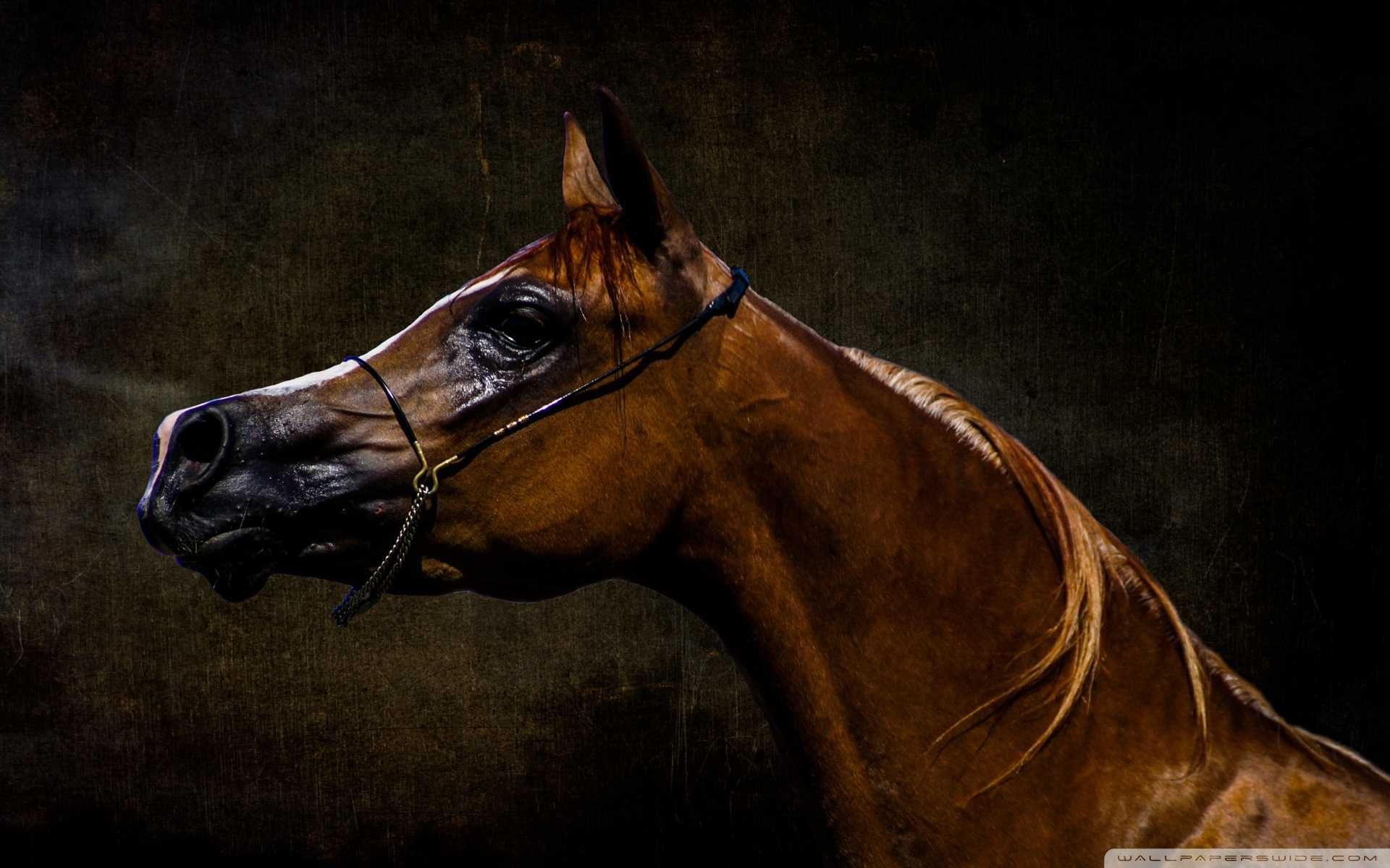 arabian horse wallpaper hd