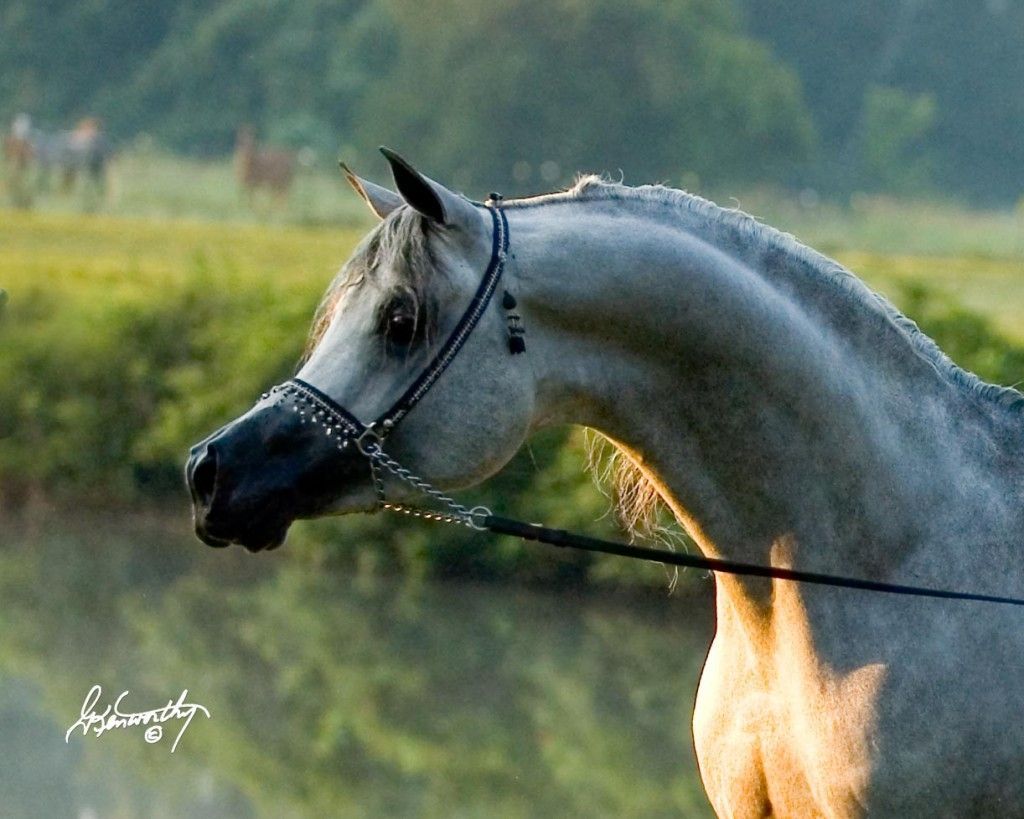 Egyptian Arabian horse wallpaper. Wallsev.com Free HD Wallpaper. Beautiful arabian horses, Egyptian arabian horses, Horses