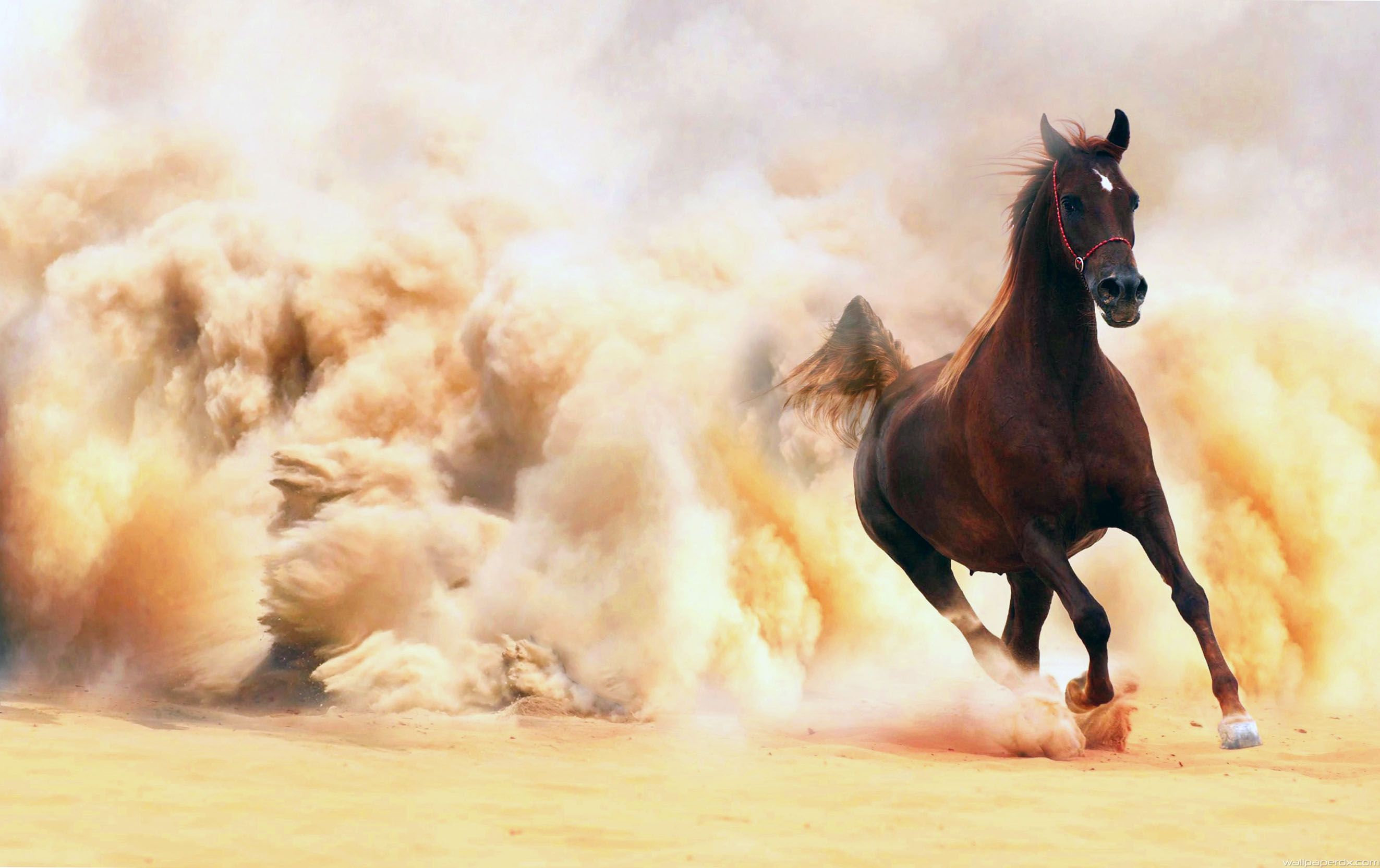 amazing wallpaper of the arab desert Image Search Results. Horse wallpaper, Arabian horse, Horses