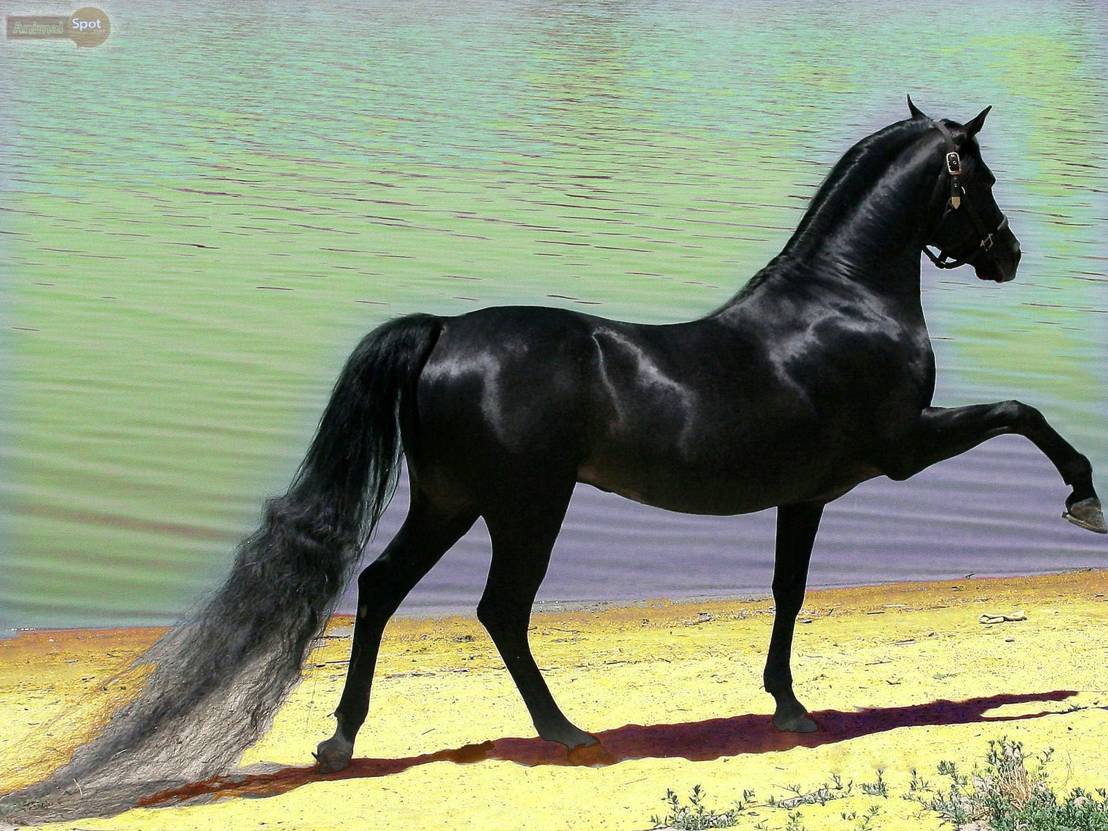 Free download arabian horse wallpaper black horse wallpaper christmas horse [1600x1200] for your Desktop, Mobile & Tablet. Explore Arabian Horses Wallpaper. Free Horse And Wallpaper