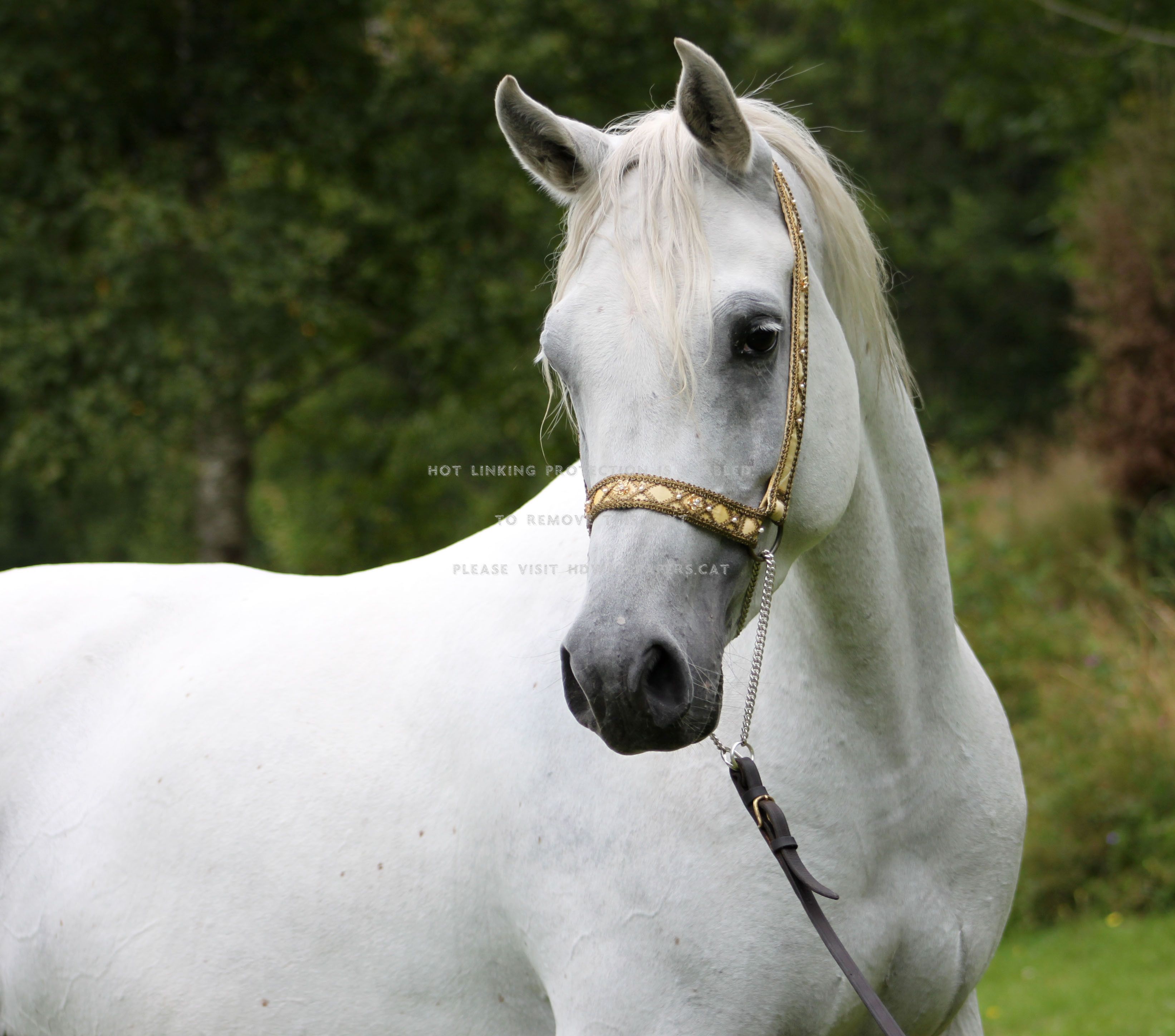 pretty arabian horse white animals black
