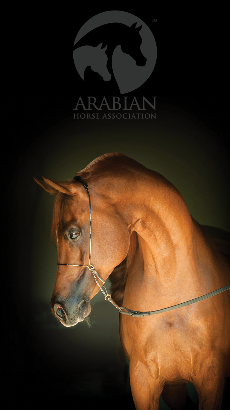 Arabianhorses Background Horse Wallpaper iPhone, Download Wallpaper