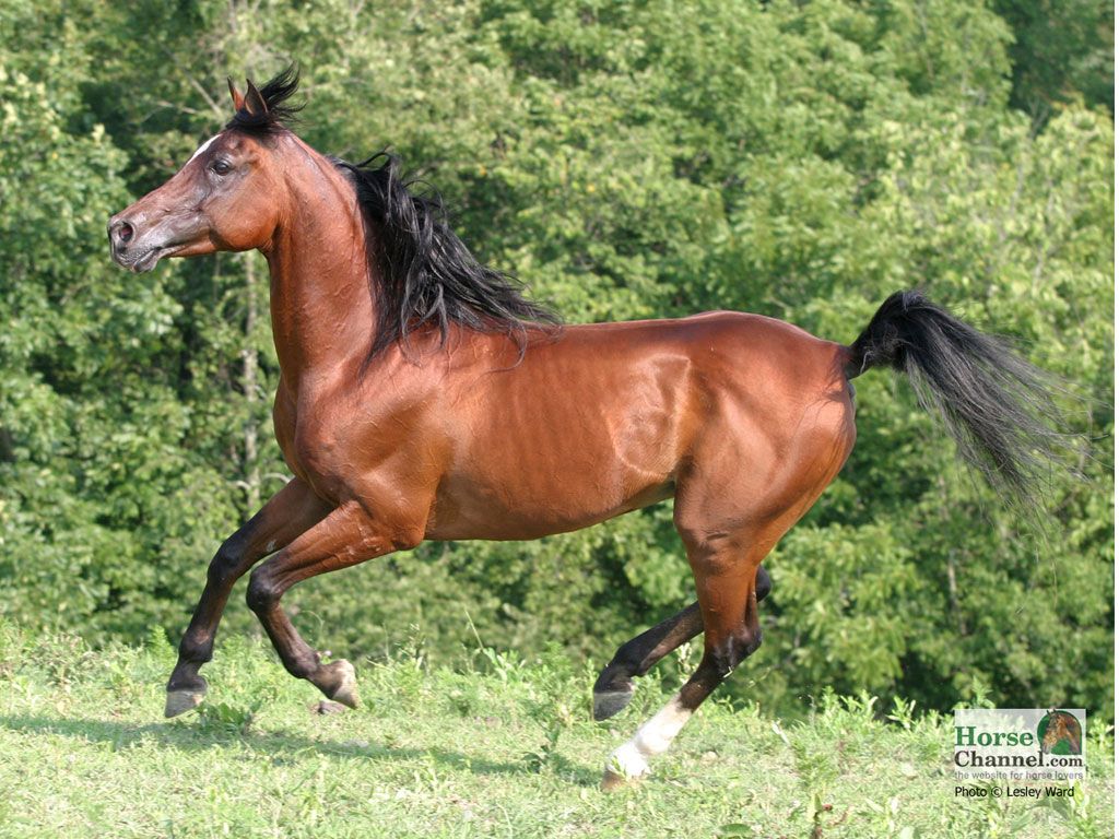 Arabian Horses Wallpaper