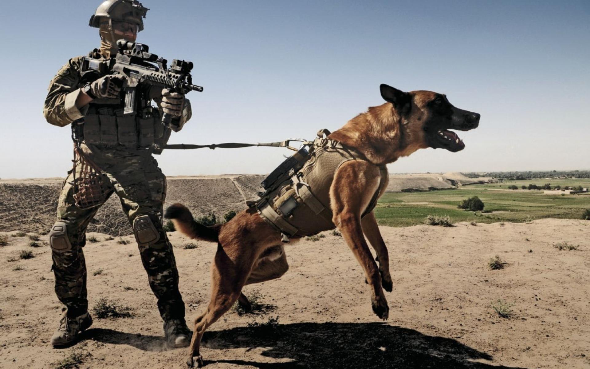 HD police dog wallpapers  Peakpx