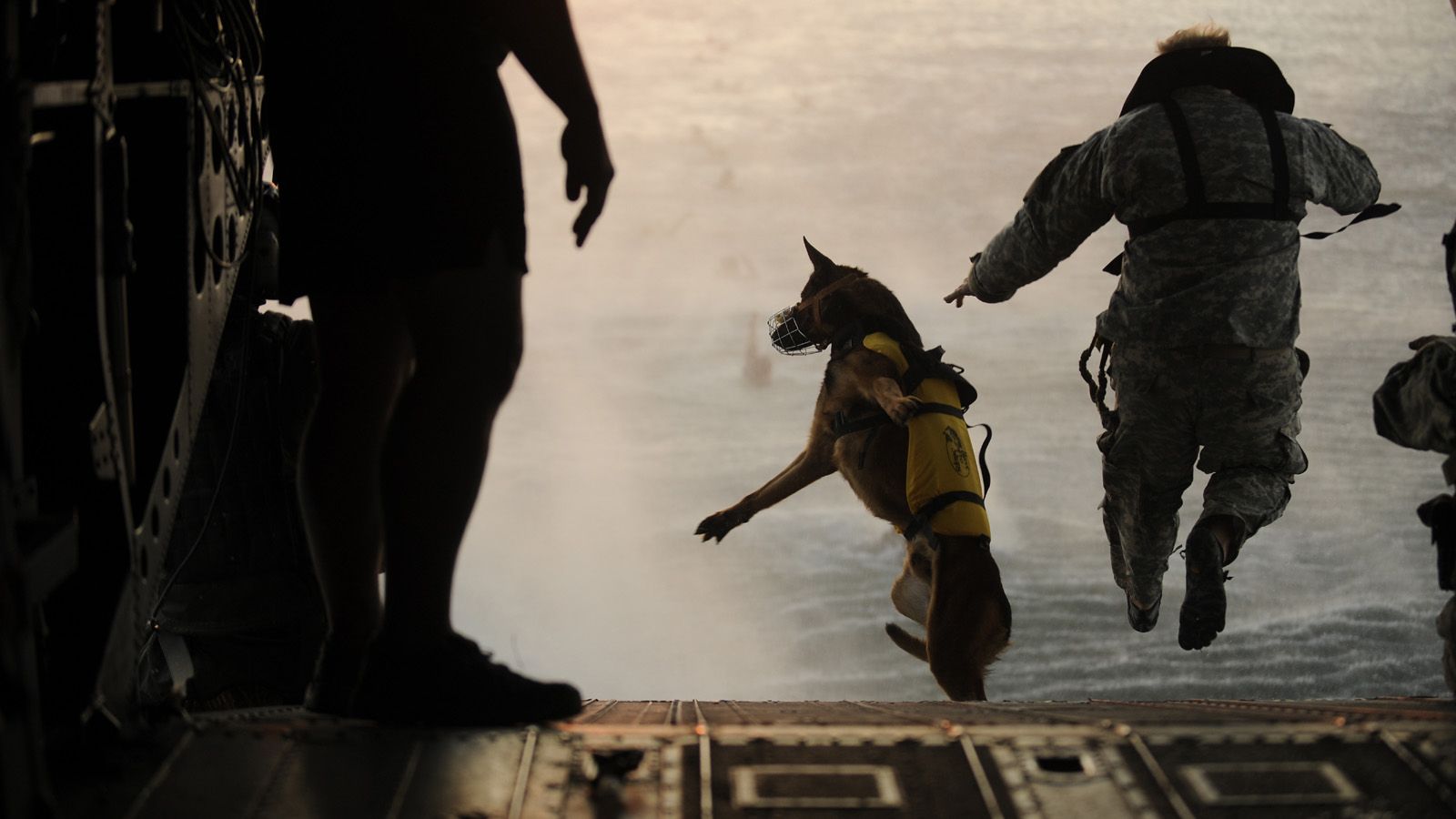 Military Work Dog Wallpaper. Funny Dog
