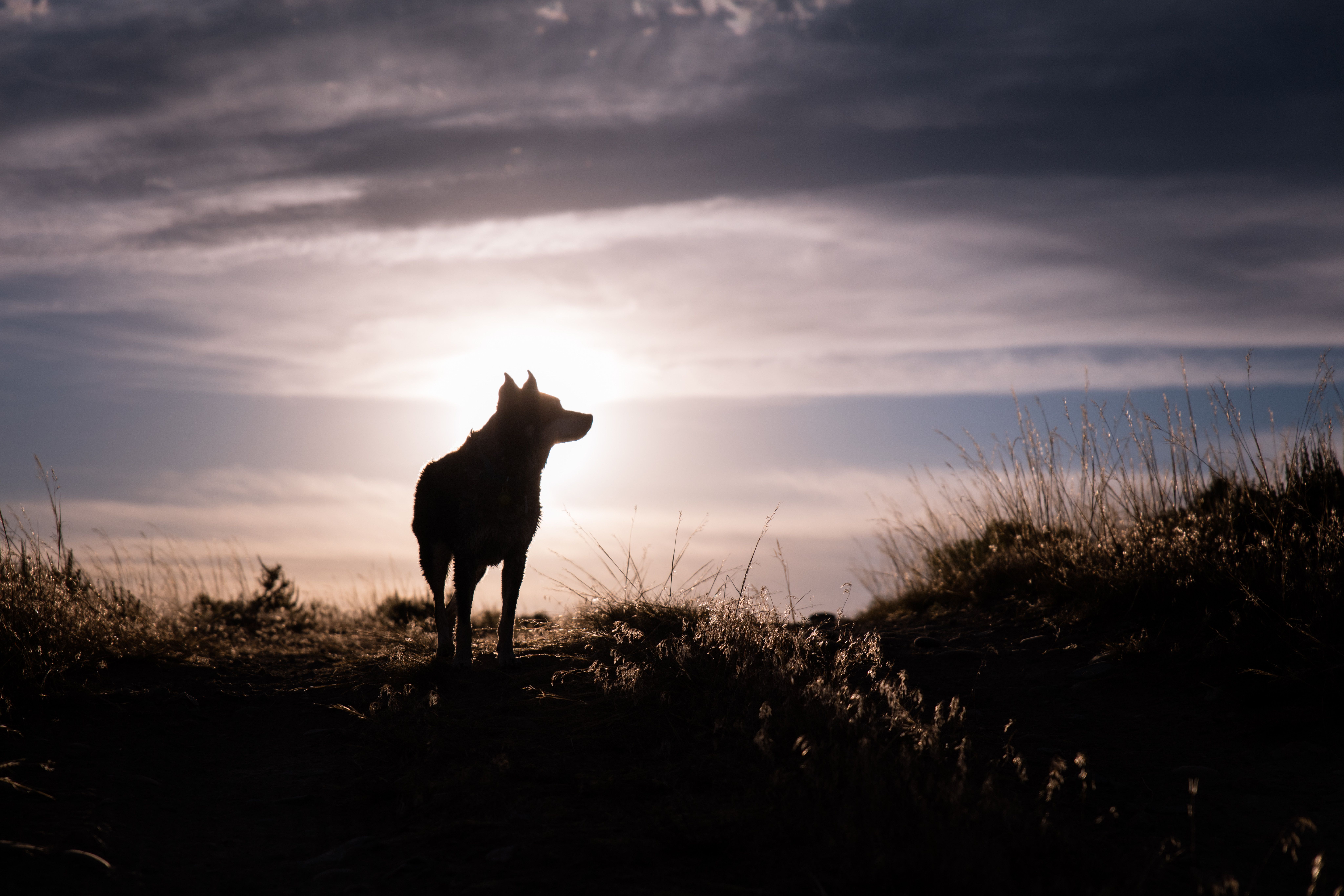 8192x5461 #canine, #silhouette, #dog, #k #nature