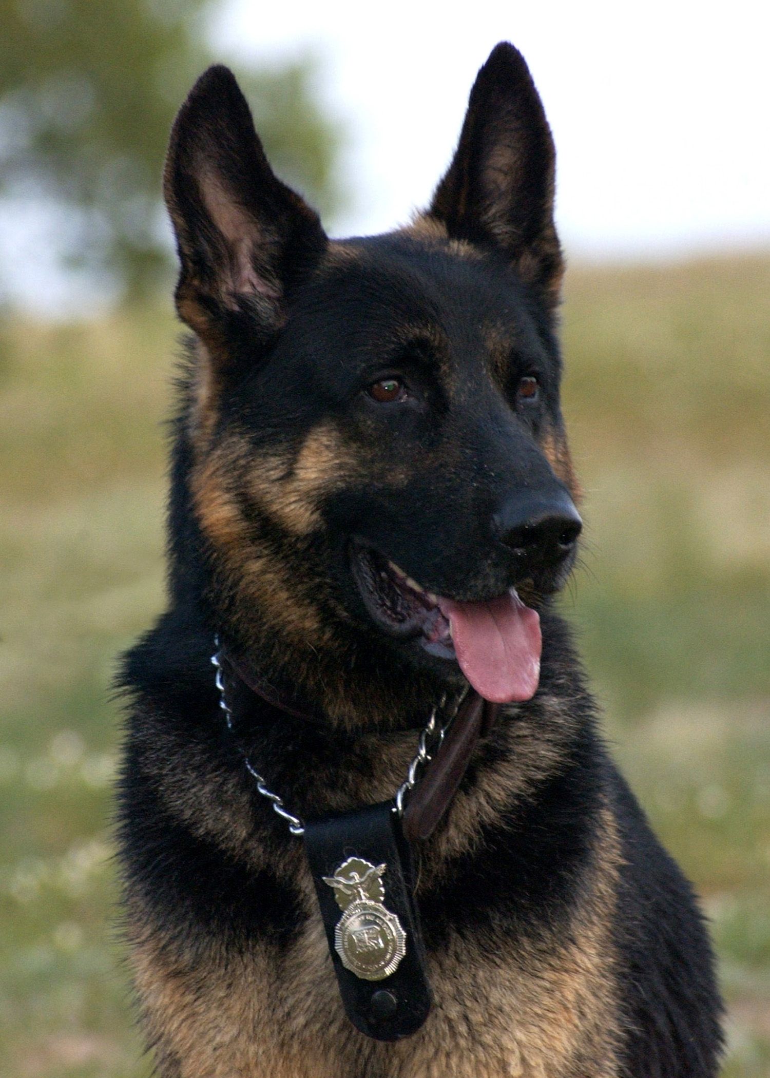 Dansun Photos  This is Amok hes a K9 police dog He looks really happy  and friendly here but trust me get on his bad side and youll be in a world