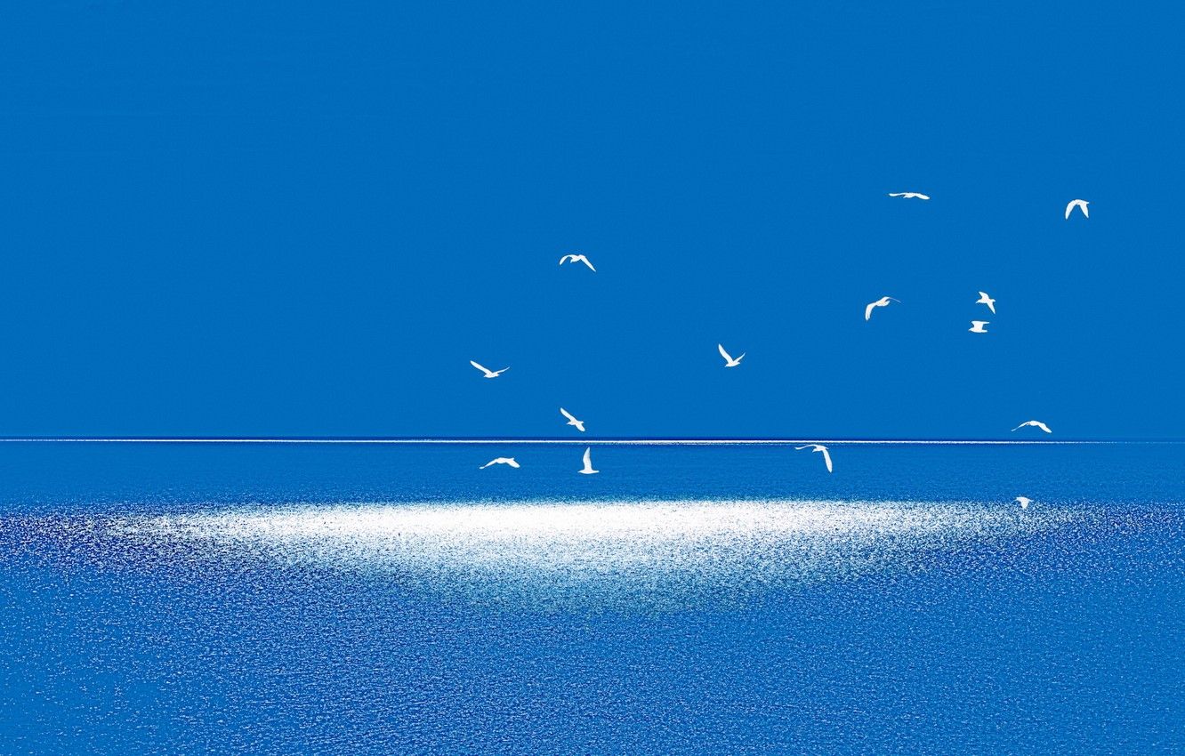 Wallpaper sea, landscape, birds, minimalism image for desktop