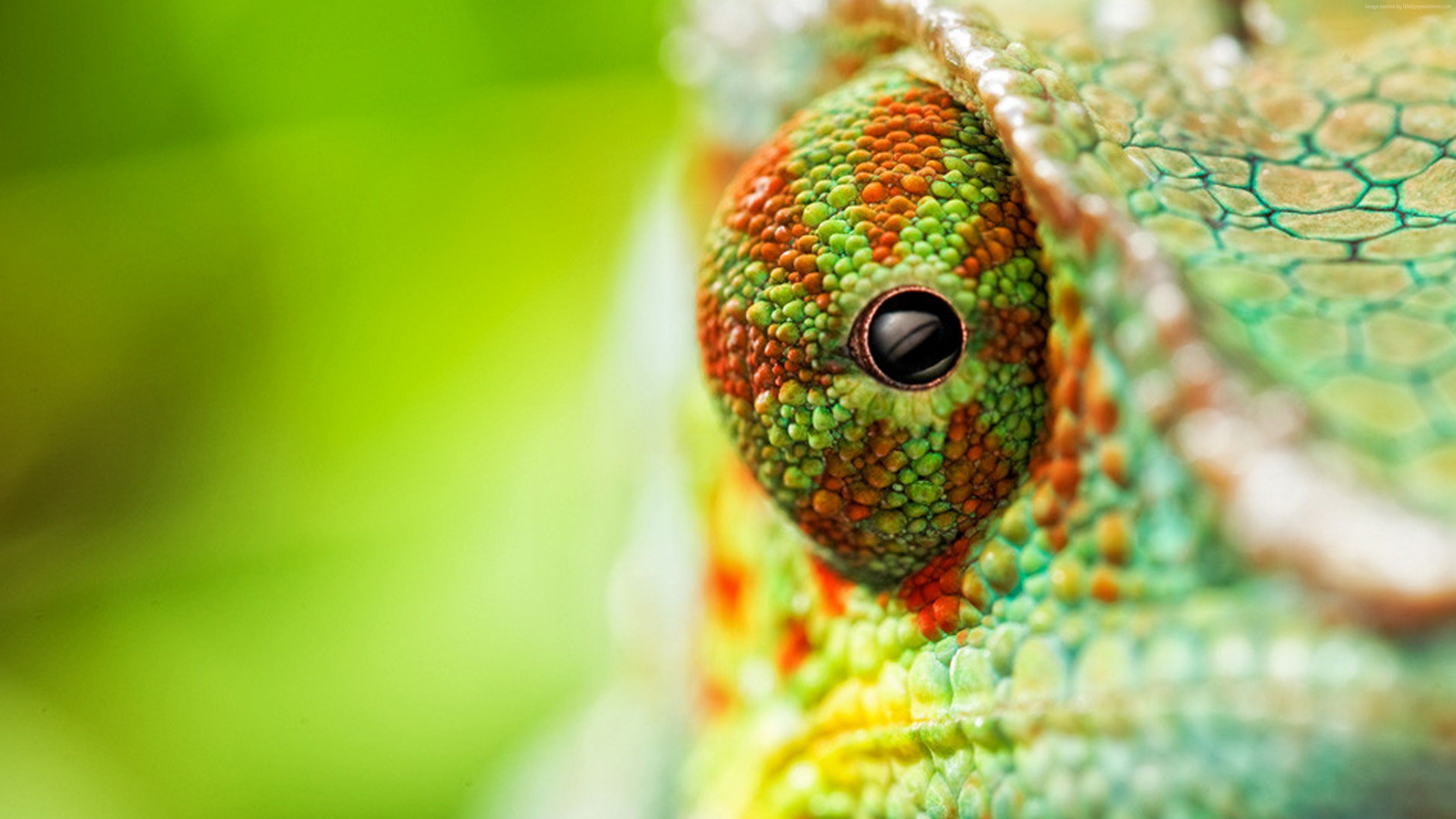 Wallpaper chameleon, eyes, 4k, Animals Wallpaper Download