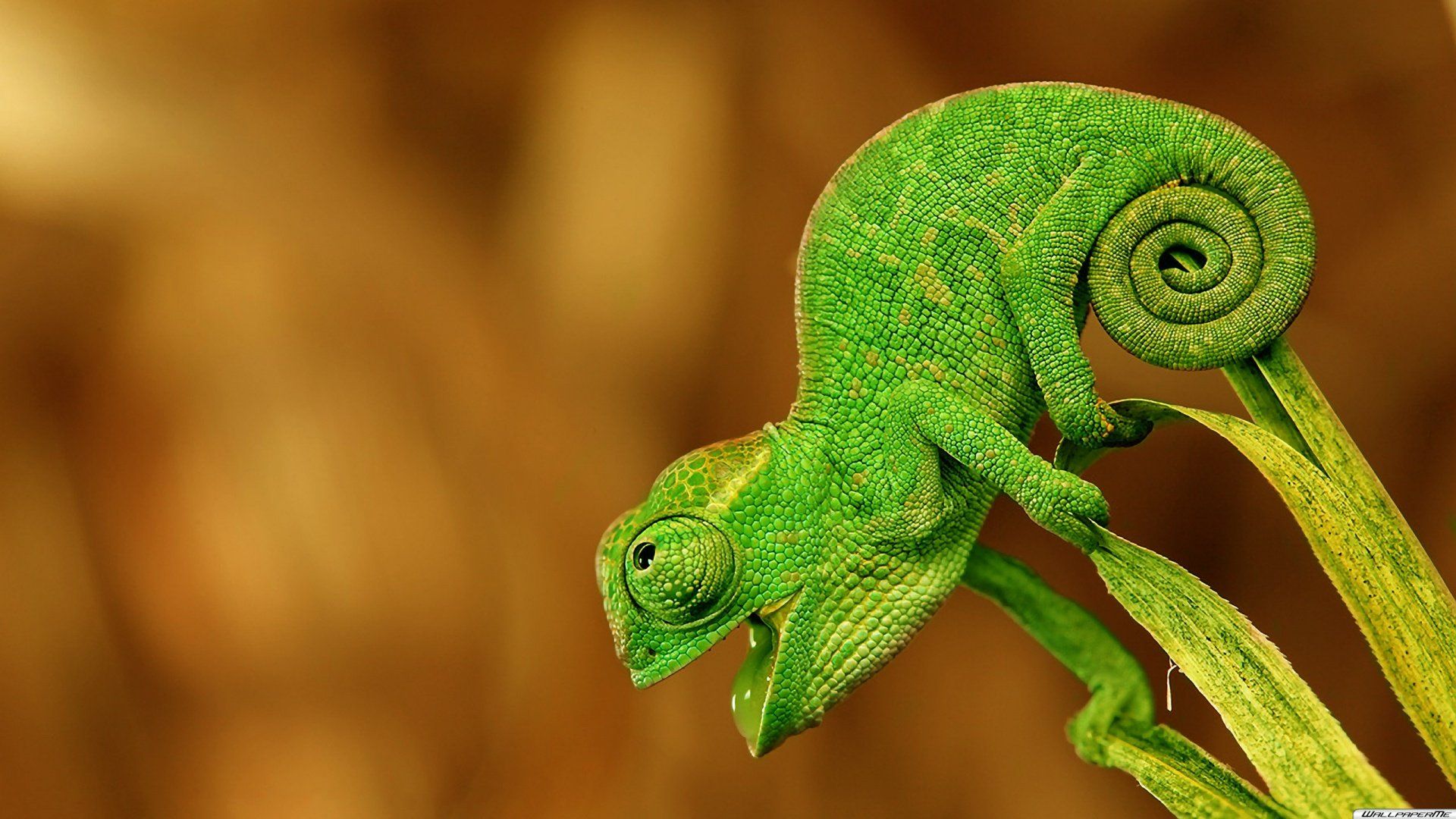 Chameleon HD wallpaper