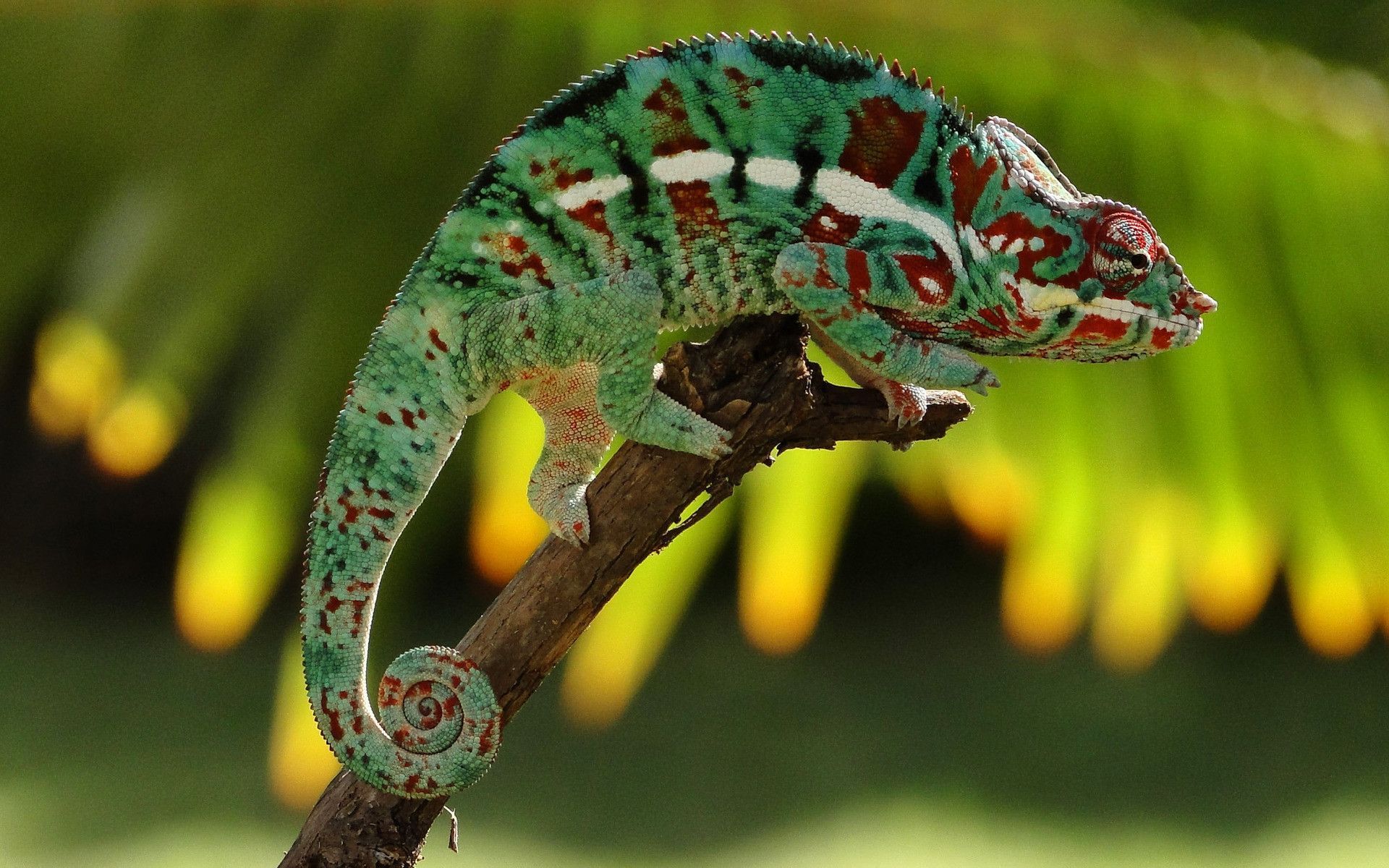 Chameleon HD