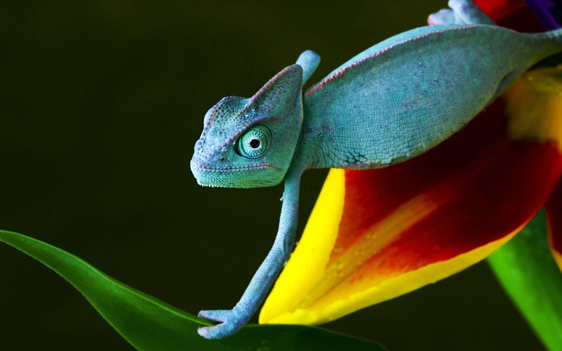 Colorful animal chameleon HD wallpaper Wallpaper