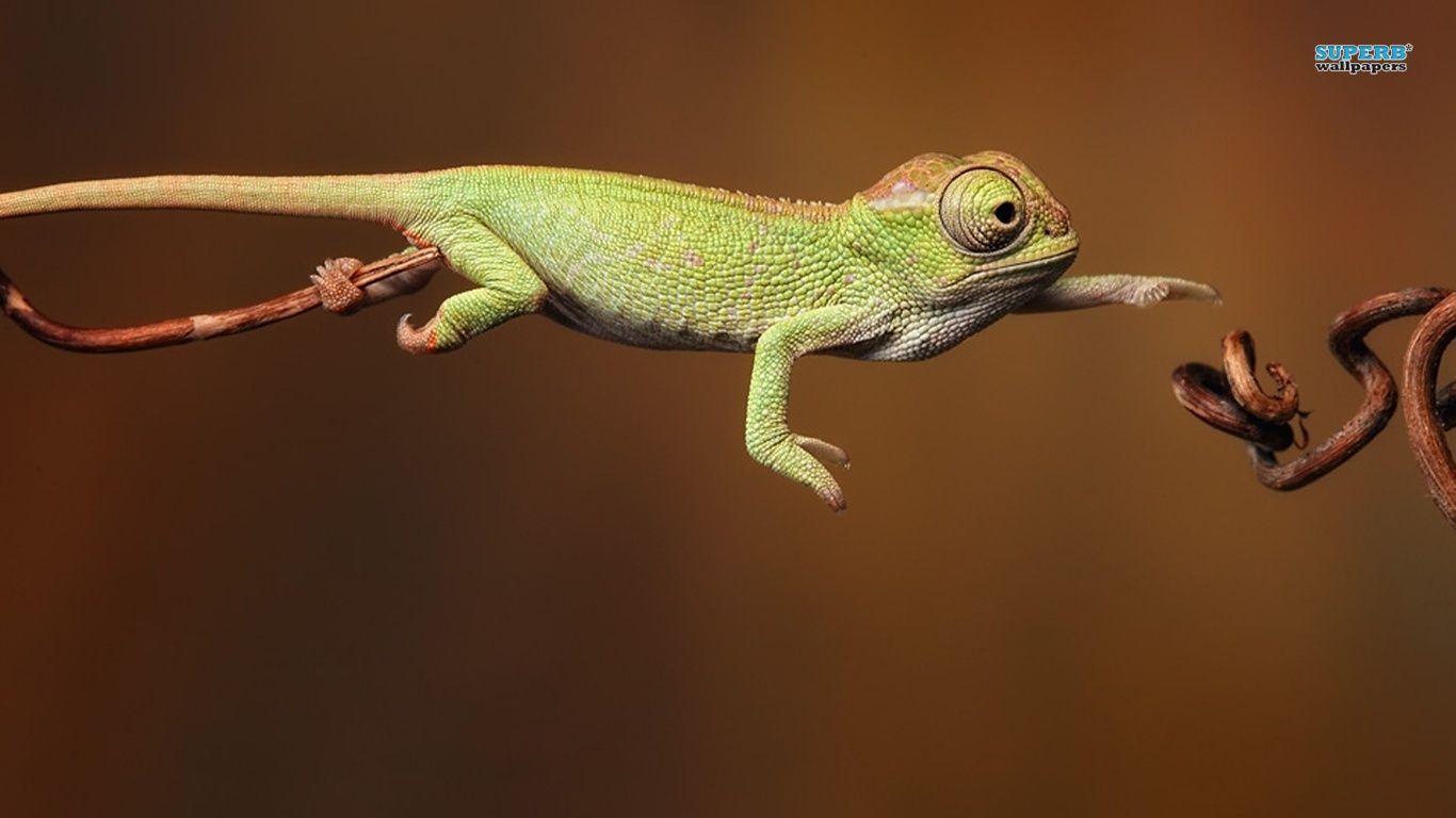 Animal Chameleon 170708 Wallpaper wallpaper