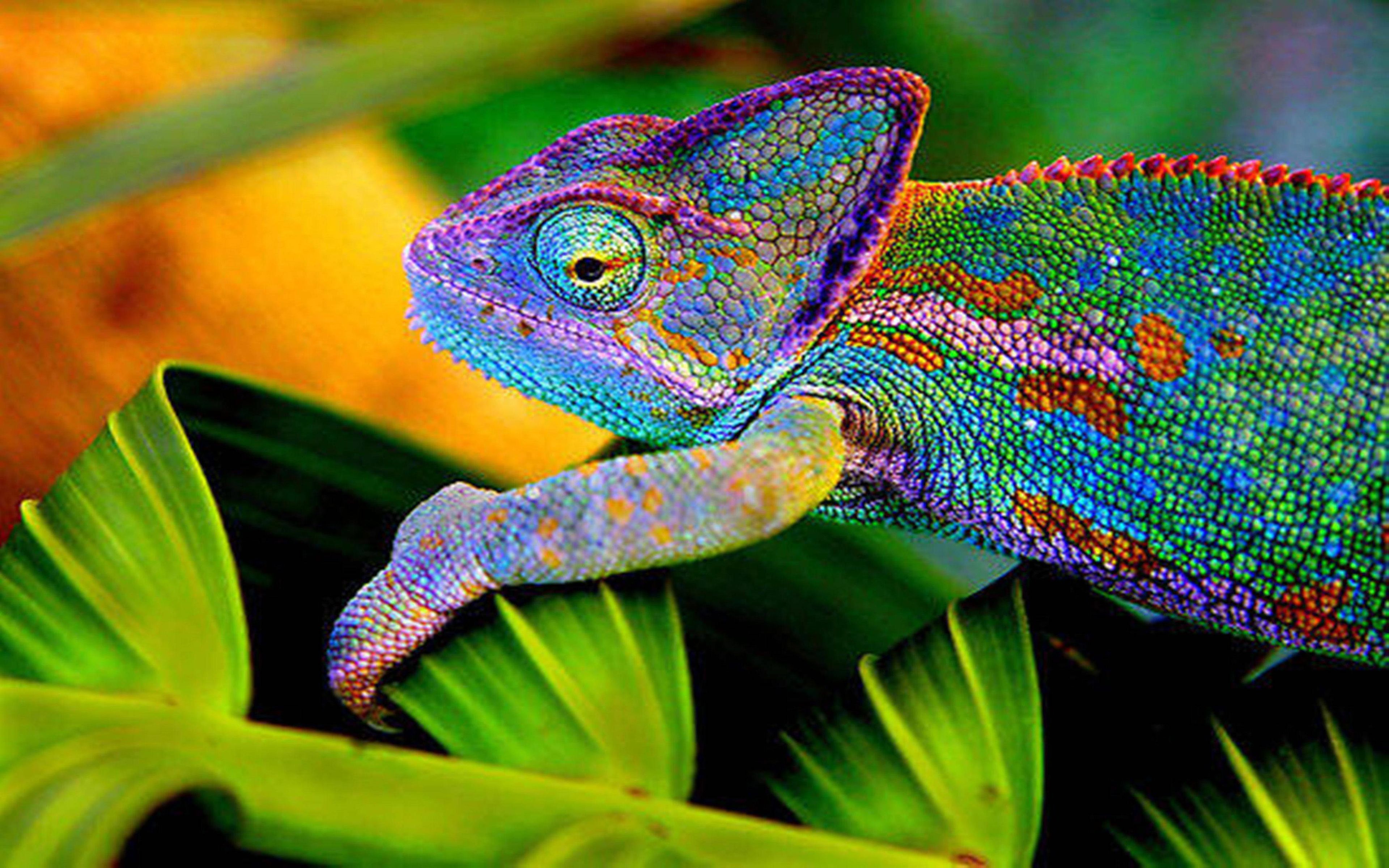 Free Download Chameleon Background