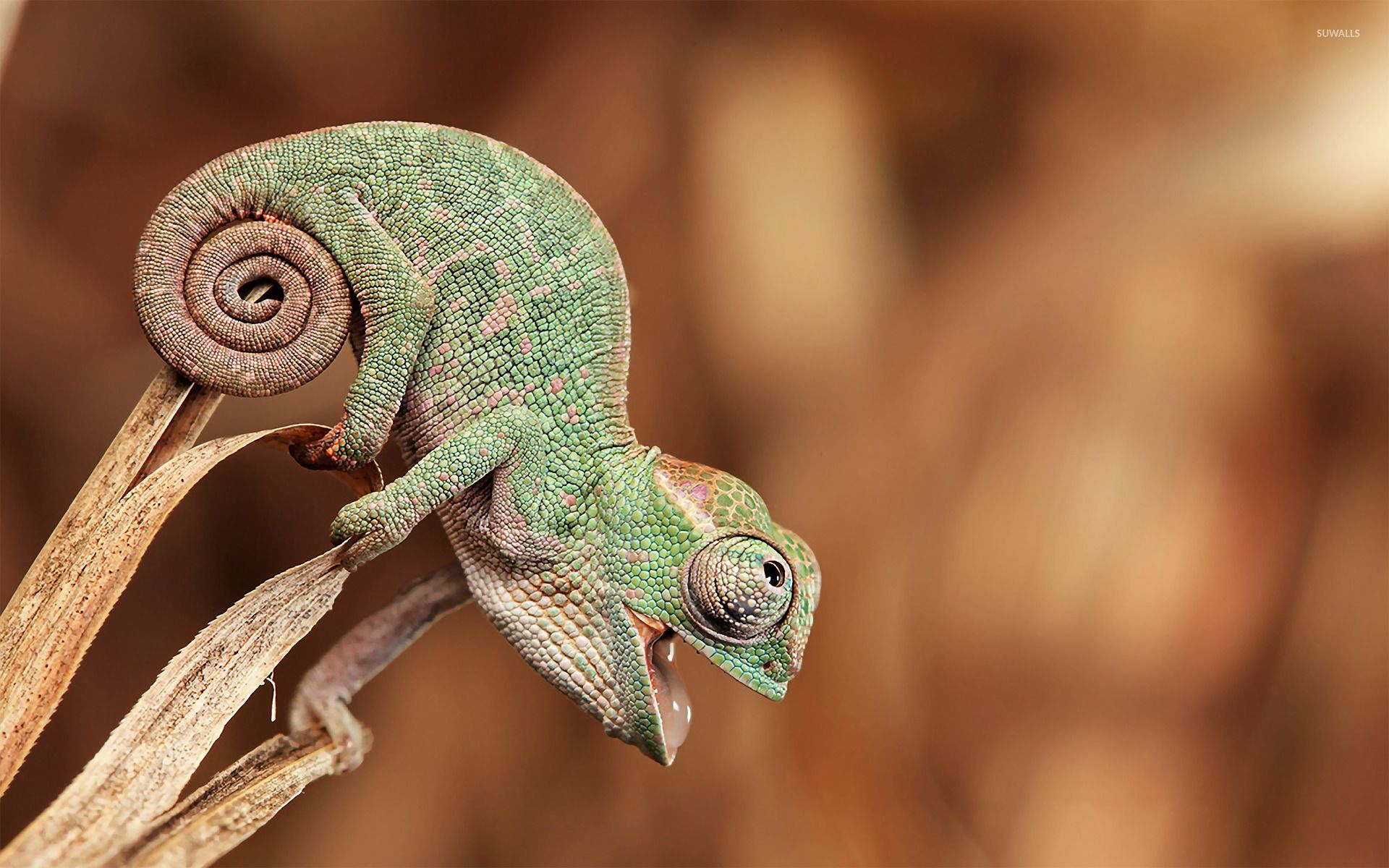 Funny Chameleon Wallpaper