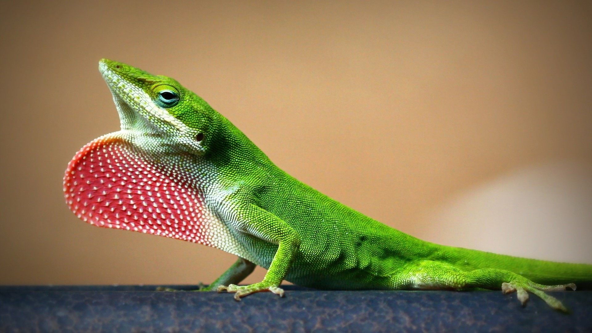 Colorful animal chameleon HD wallpaper Wallpaper