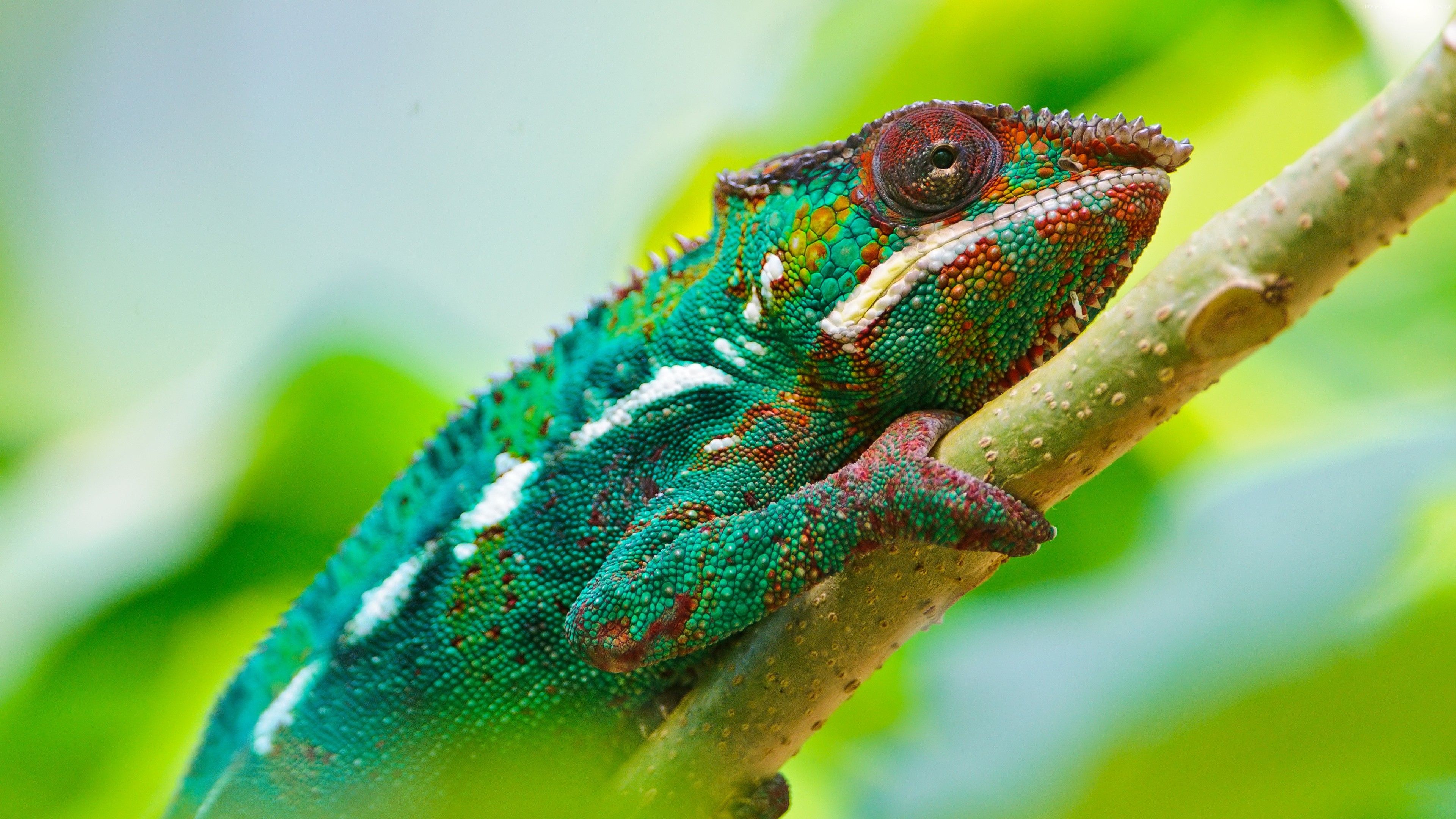 Wallpaper Chameleon, look, Colorful, Animals Wallpaper Download Resolution 4K Wallpaper