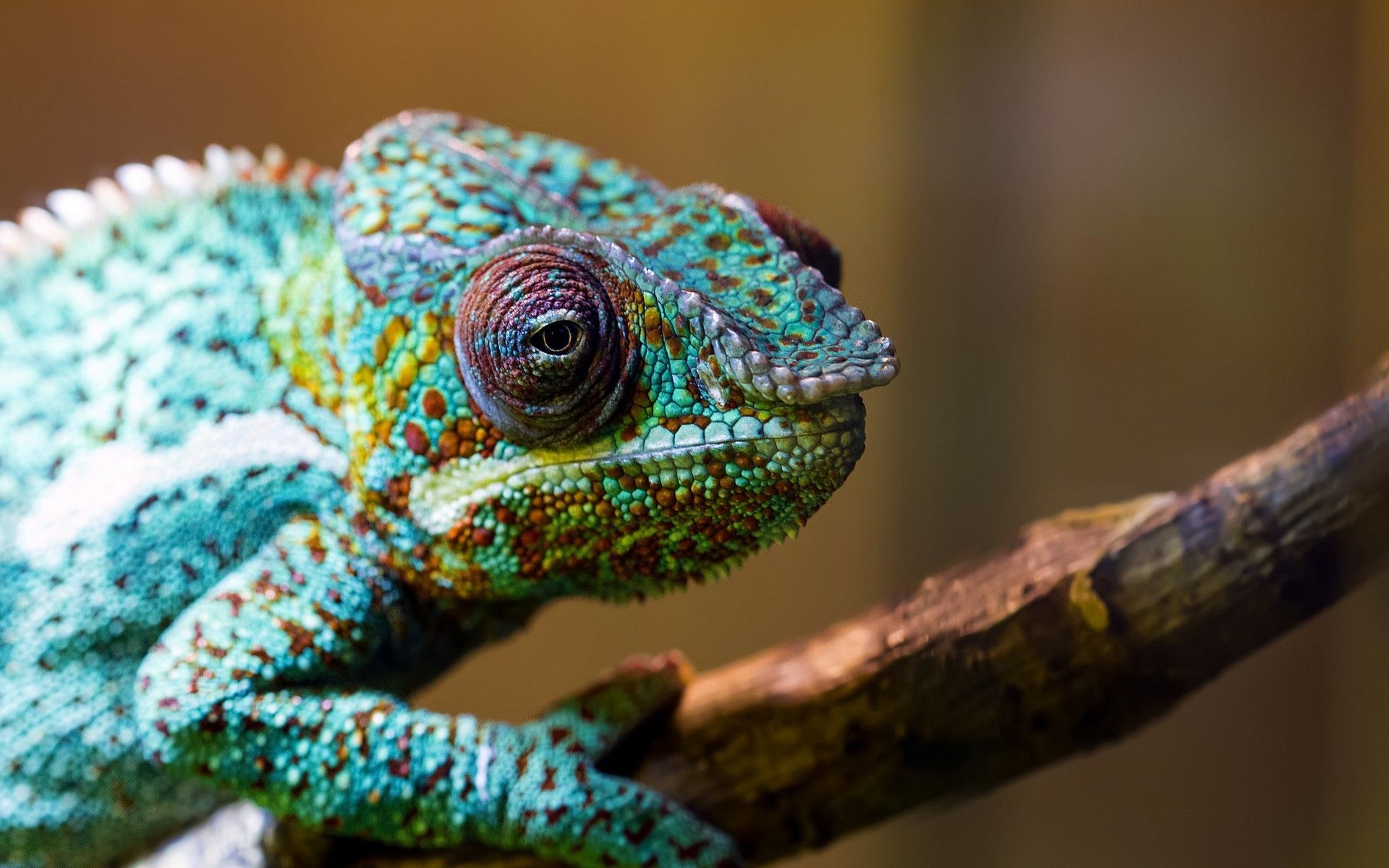 colorful, Animals, Chameleons Wallpaper HD / Desktop and Mobile