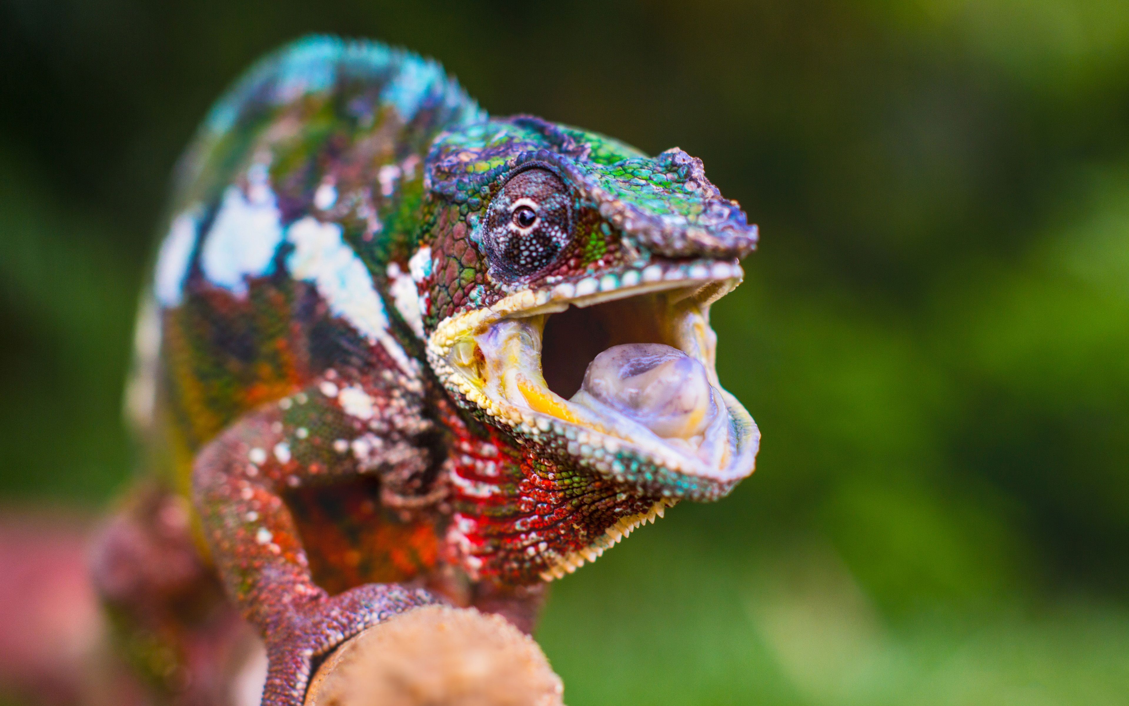 Colorful Chameleon Widescreen Wallpaper 49117 50775 Hd Wallpaper